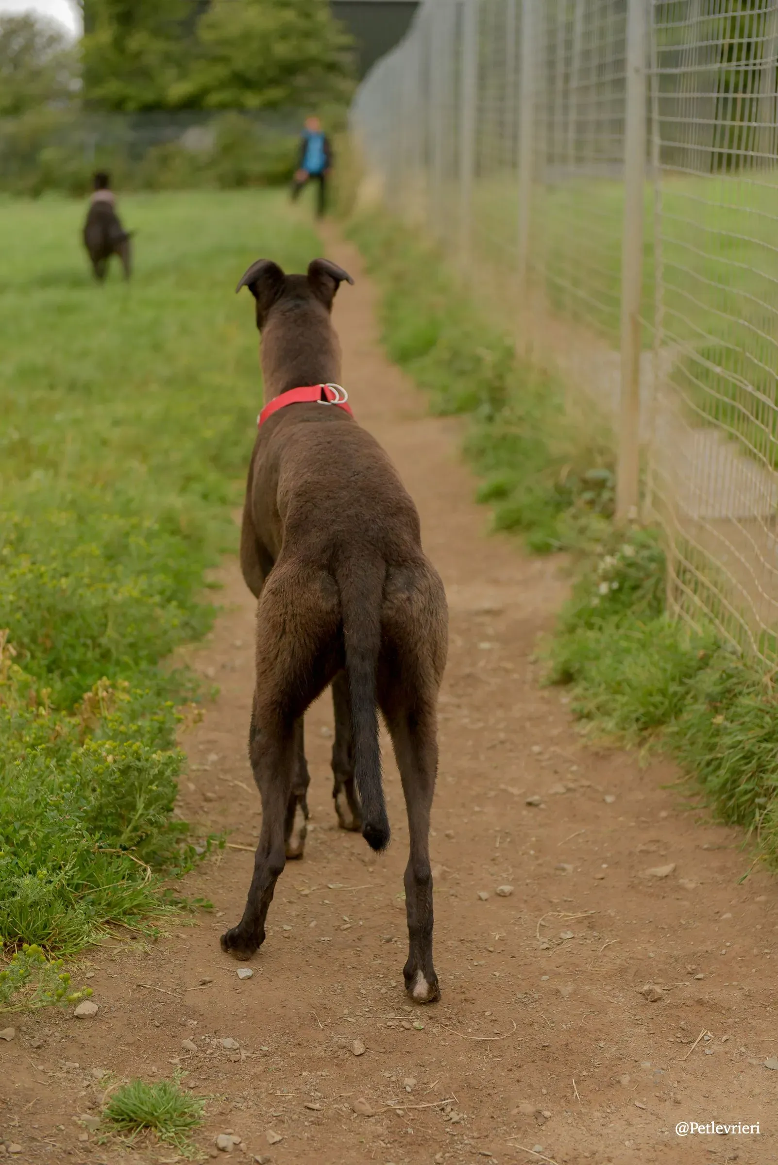 CIAN greyhound pet levrieri 28 risultato