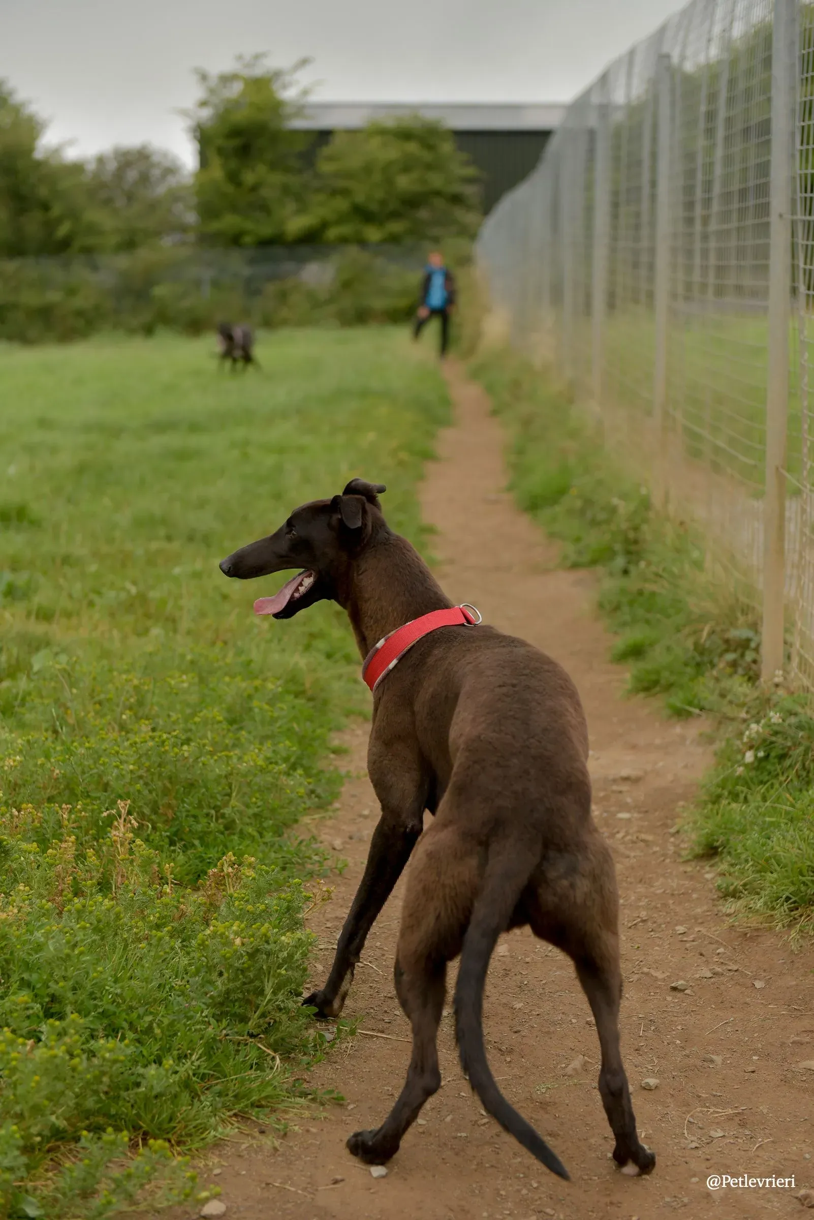 CIAN greyhound pet levrieri 29 risultato