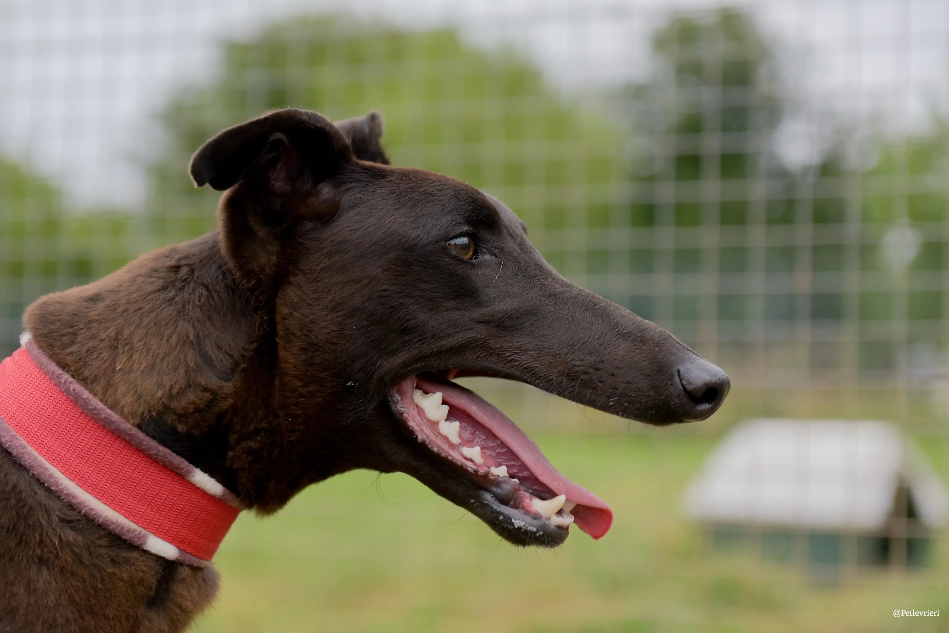 CIAN greyhound pet levrieri 30 risultato