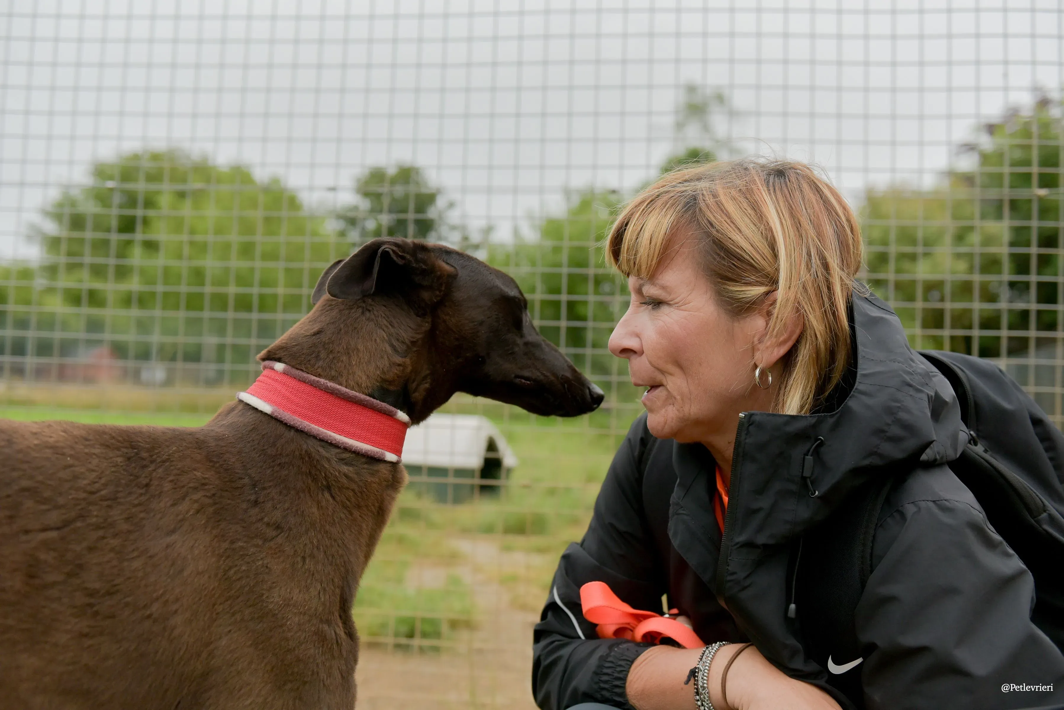 CIAN greyhound pet levrieri 31 risultato