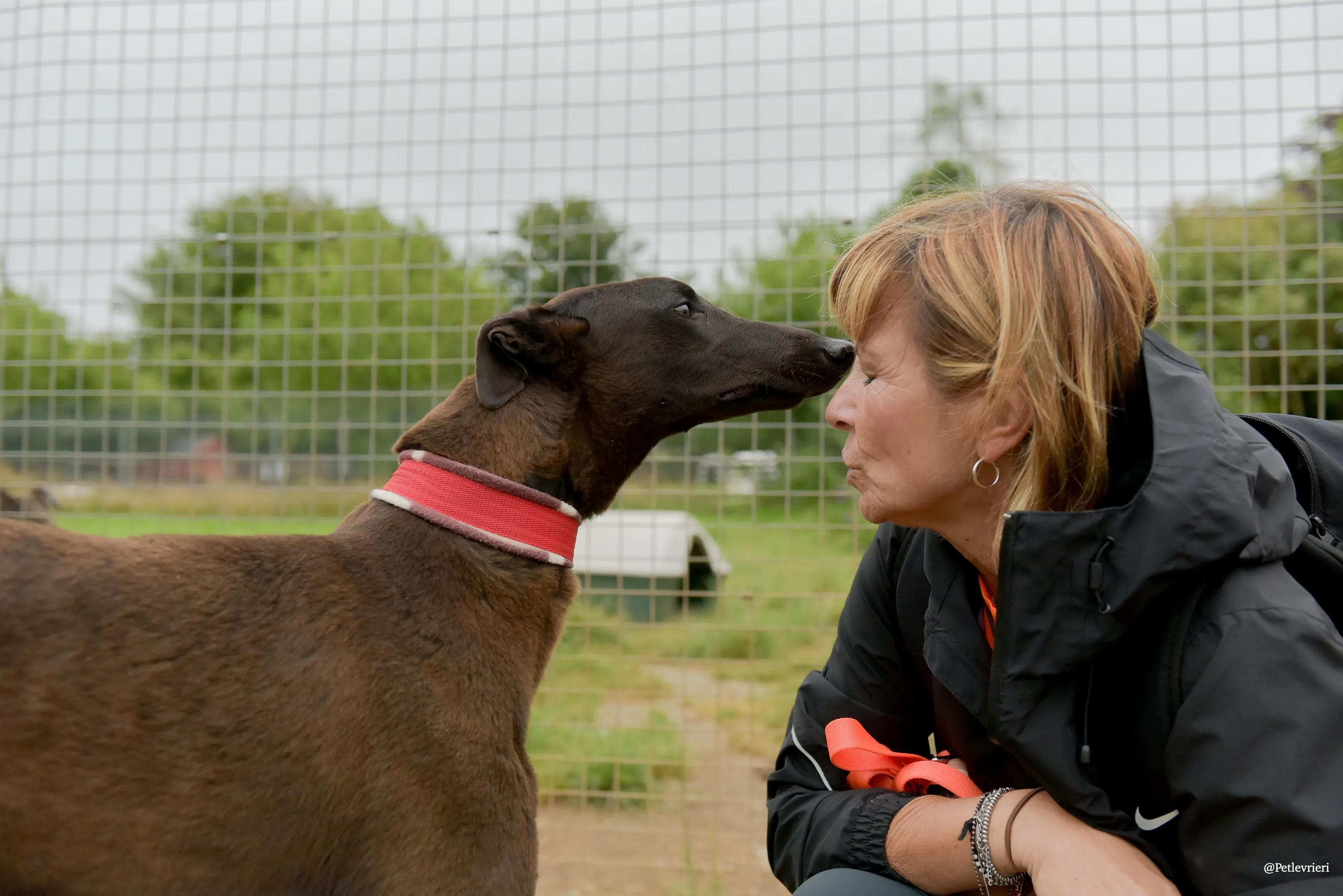 CIAN greyhound pet levrieri 32 risultato