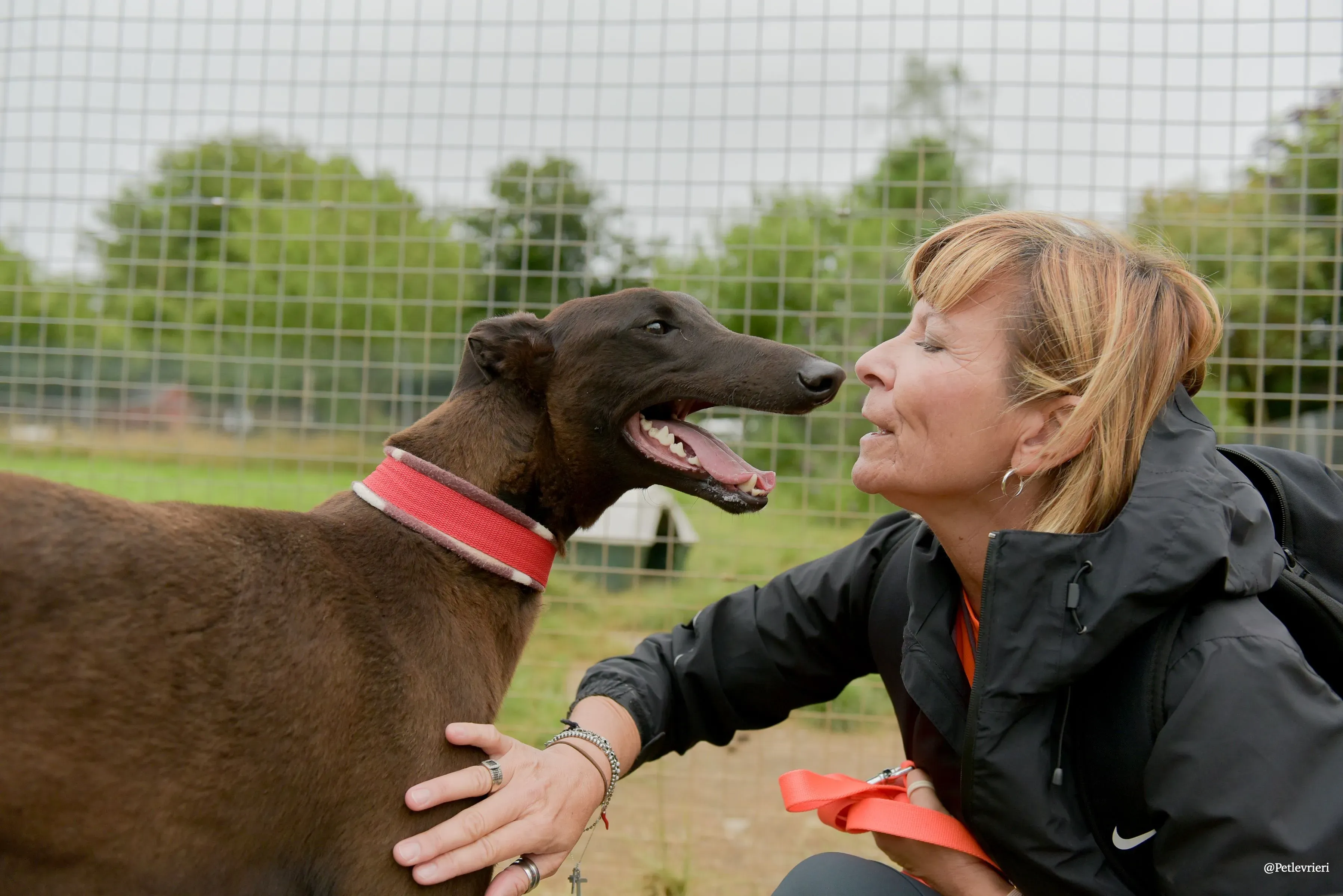 CIAN greyhound pet levrieri 33 risultato