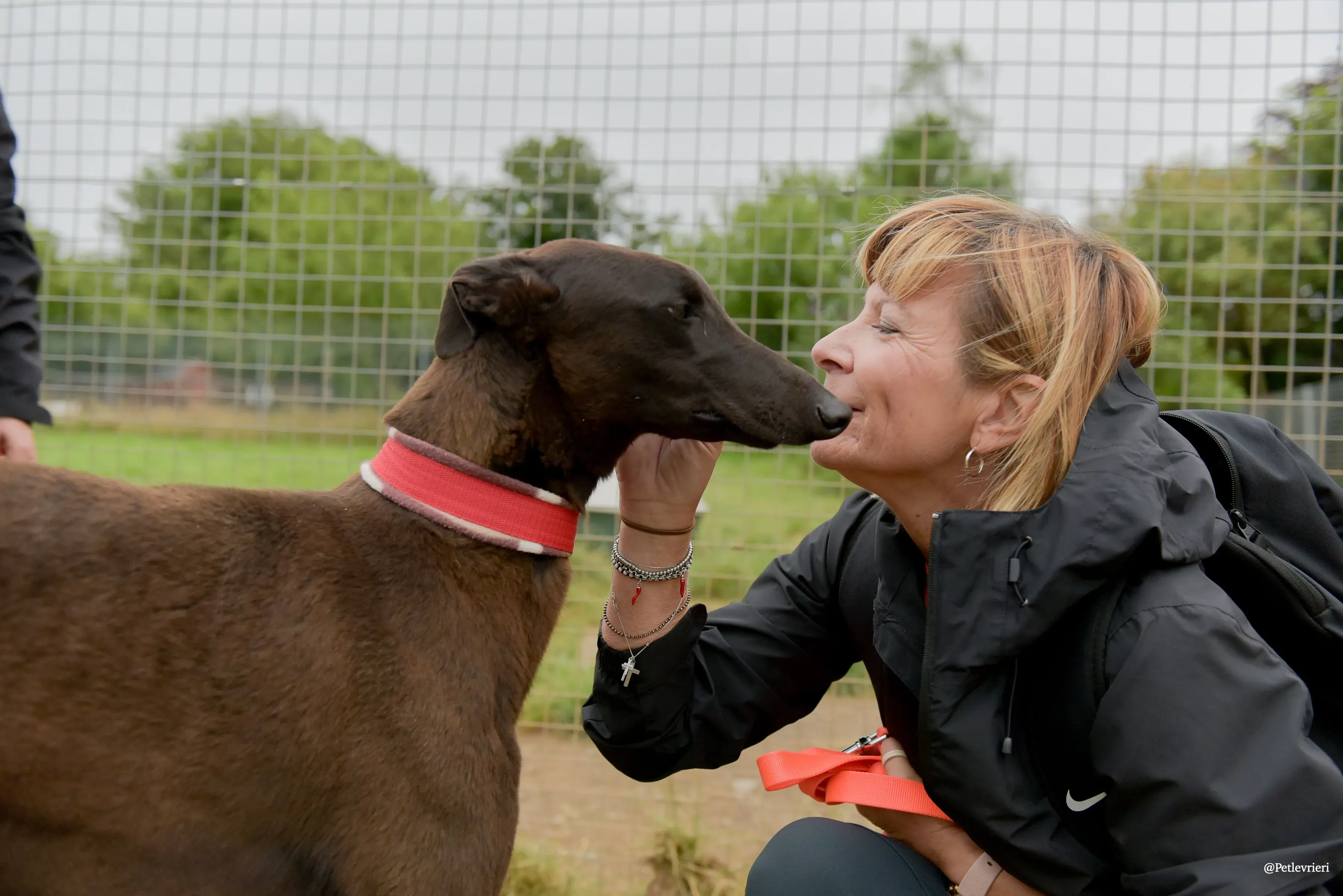 CIAN greyhound pet levrieri 34 risultato