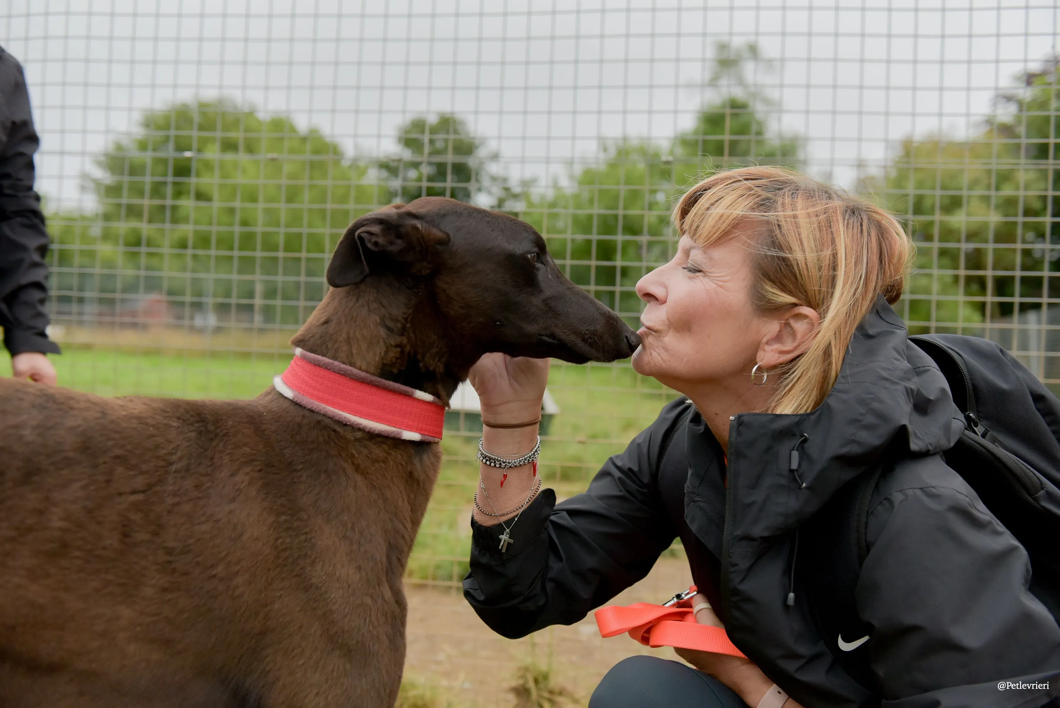 CIAN greyhound pet levrieri 35 risultato