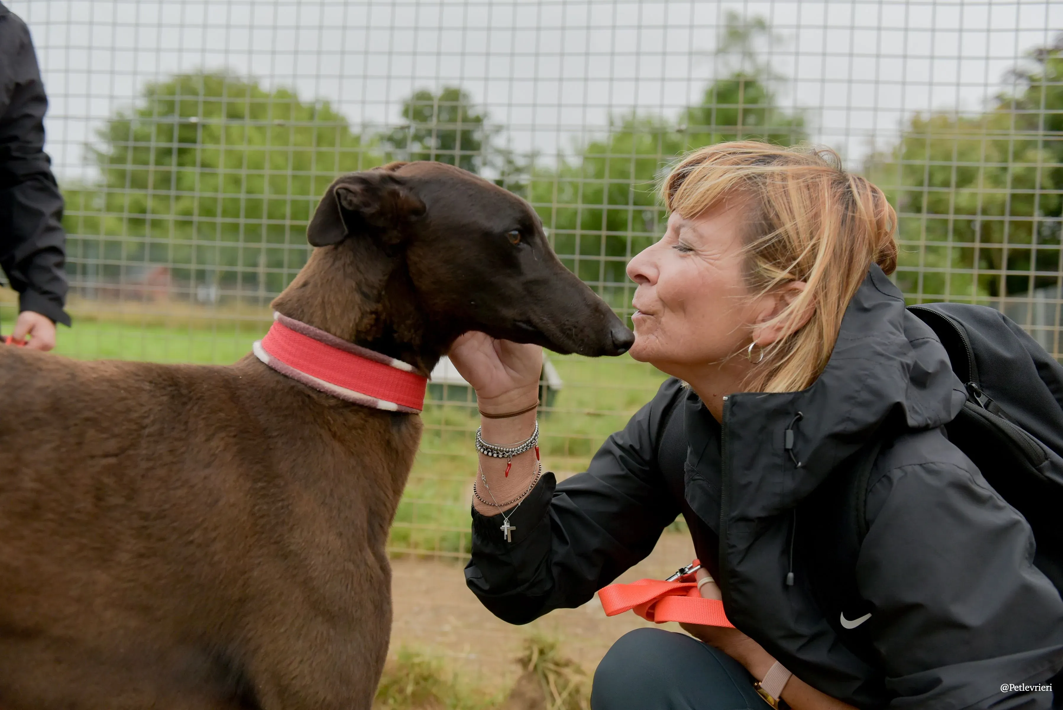 CIAN greyhound pet levrieri 36 risultato