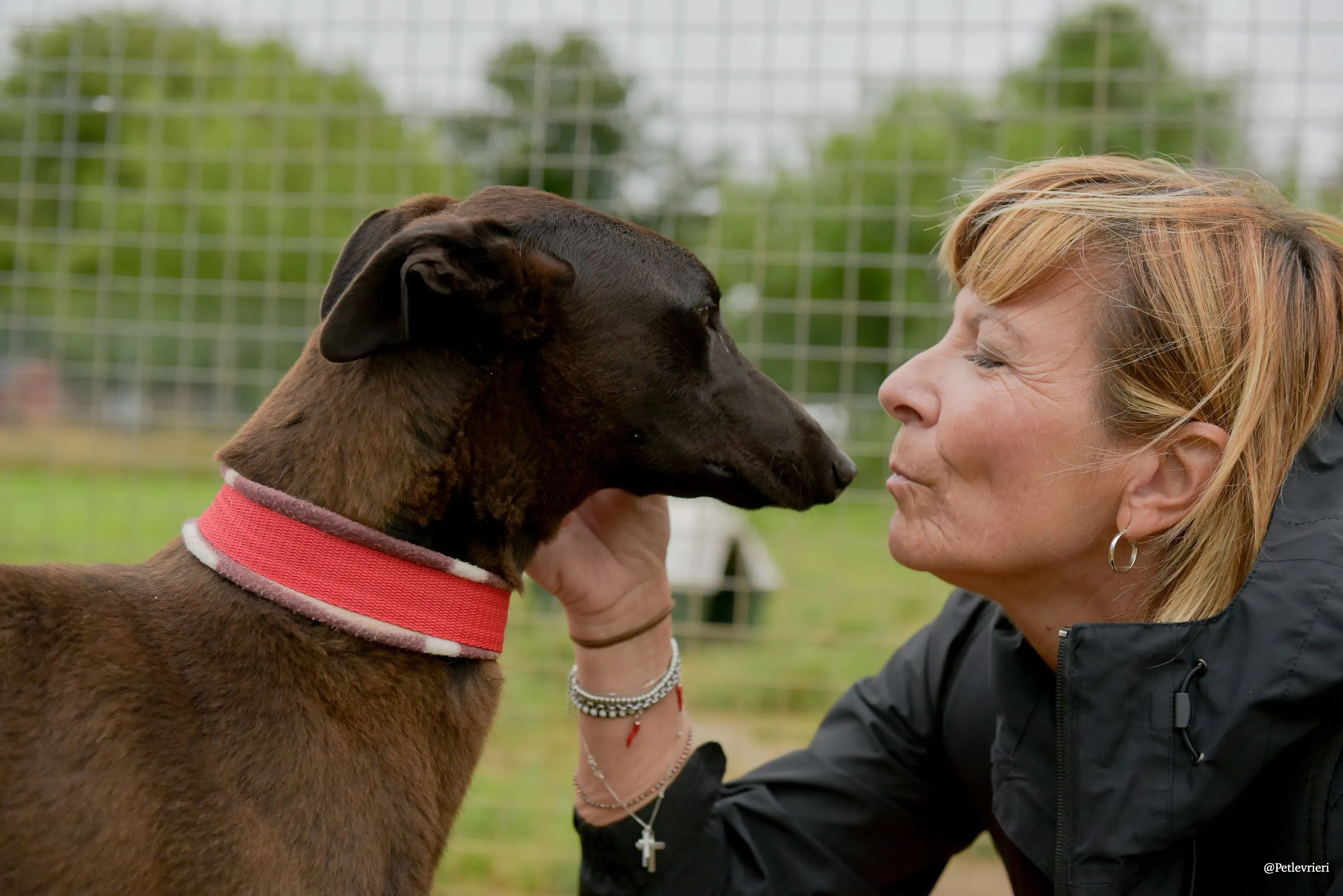 CIAN greyhound pet levrieri 37 risultato