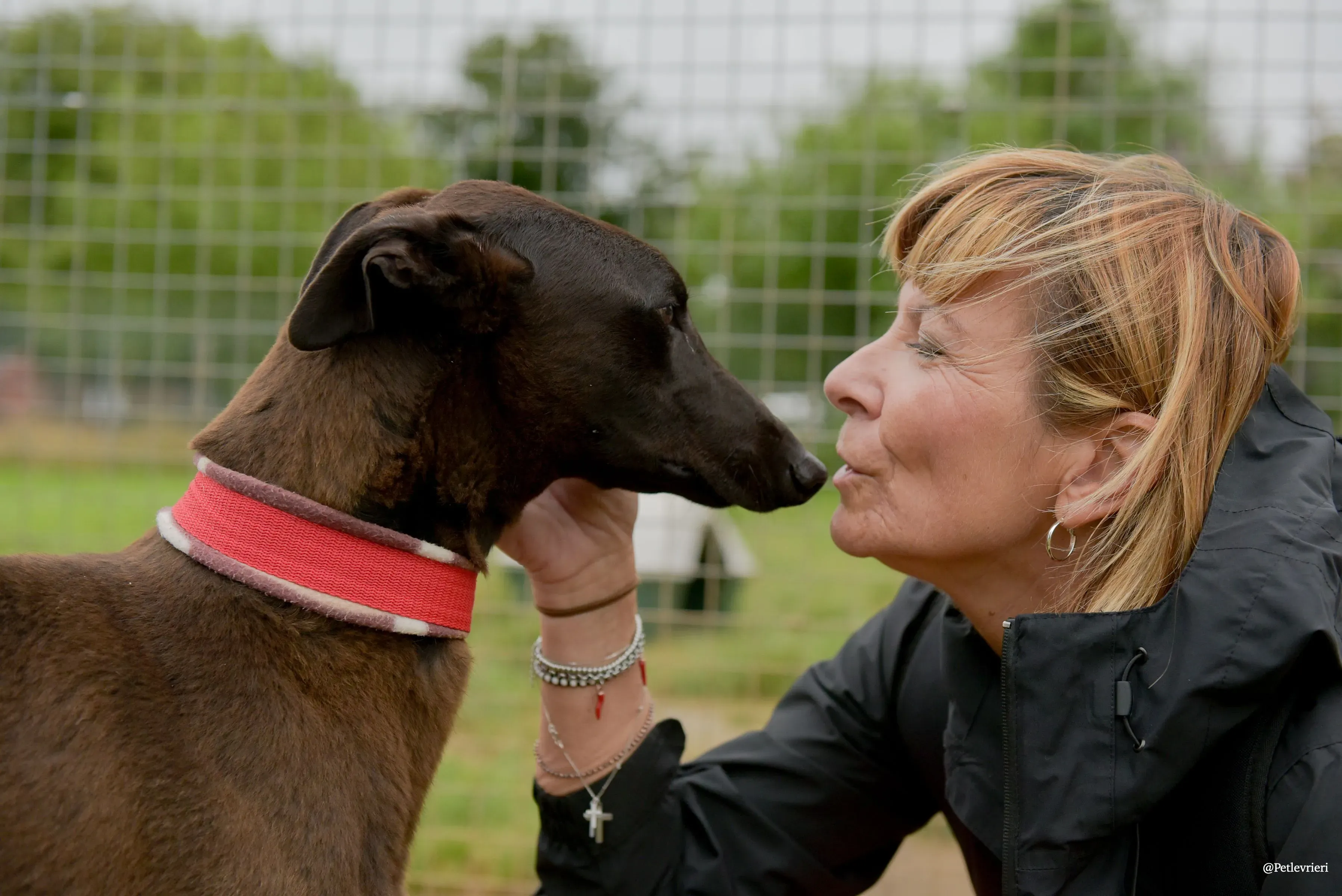 CIAN greyhound pet levrieri 38 risultato