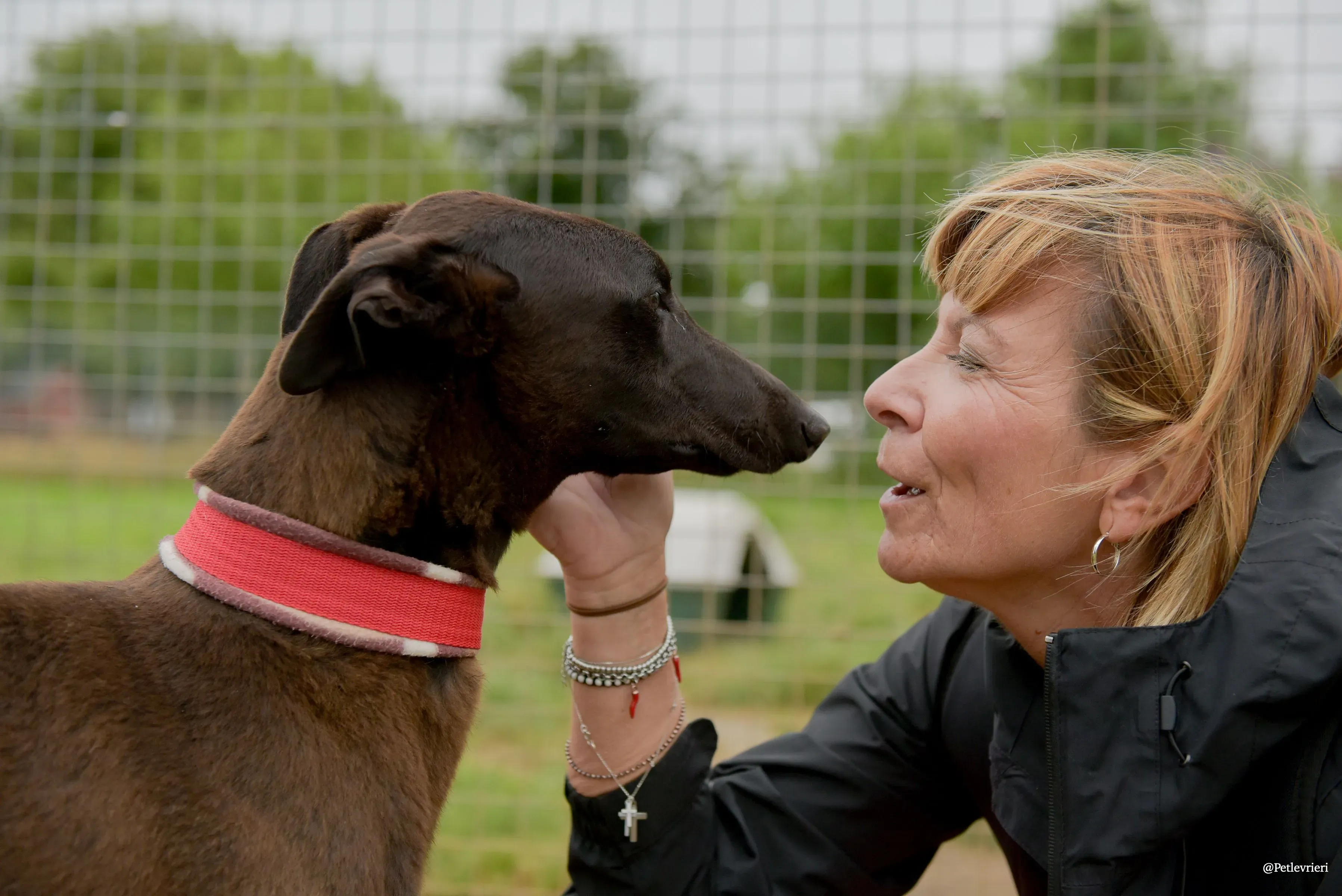 CIAN greyhound pet levrieri 39 risultato