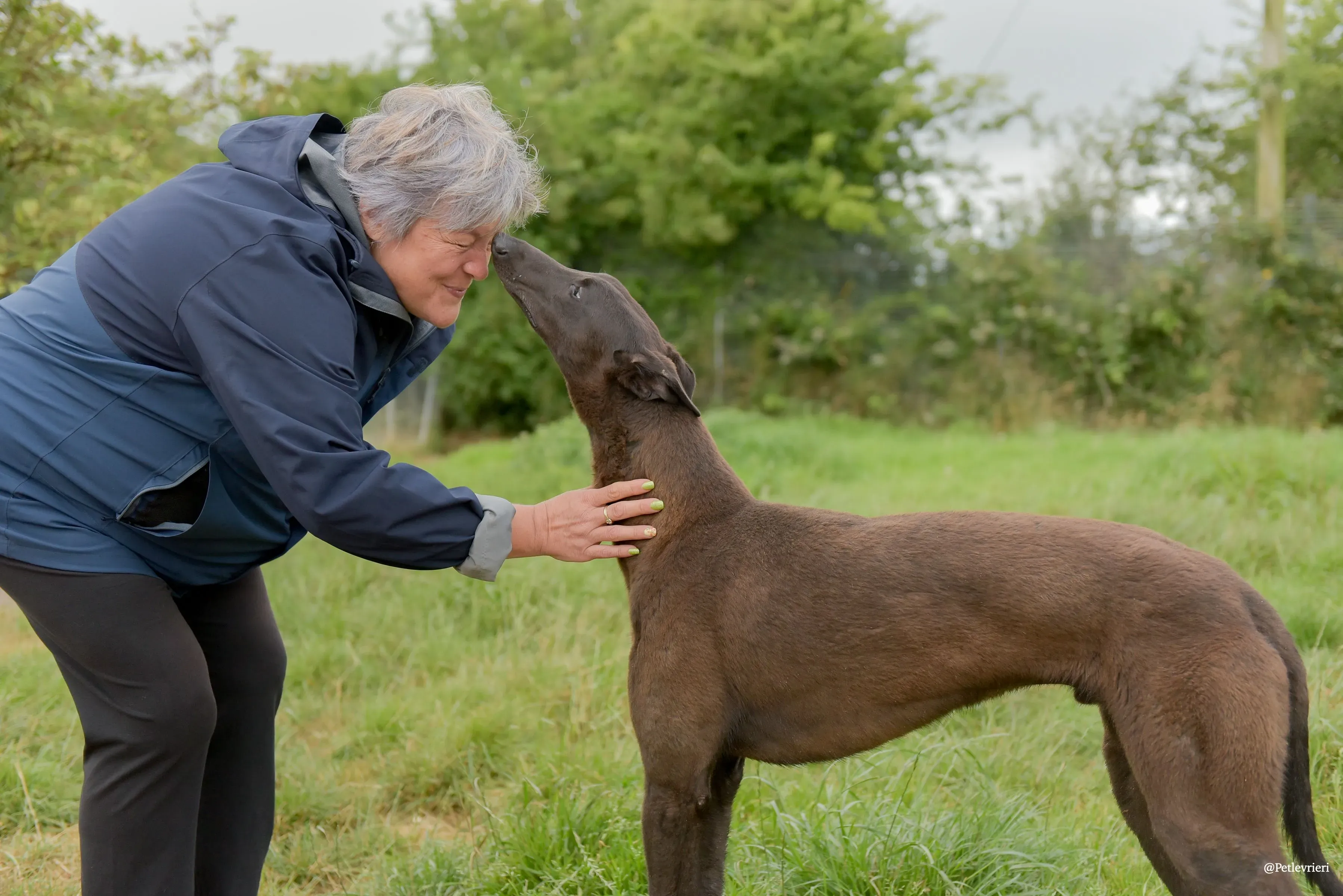 CIAN greyhound pet levrieri 3 risultato