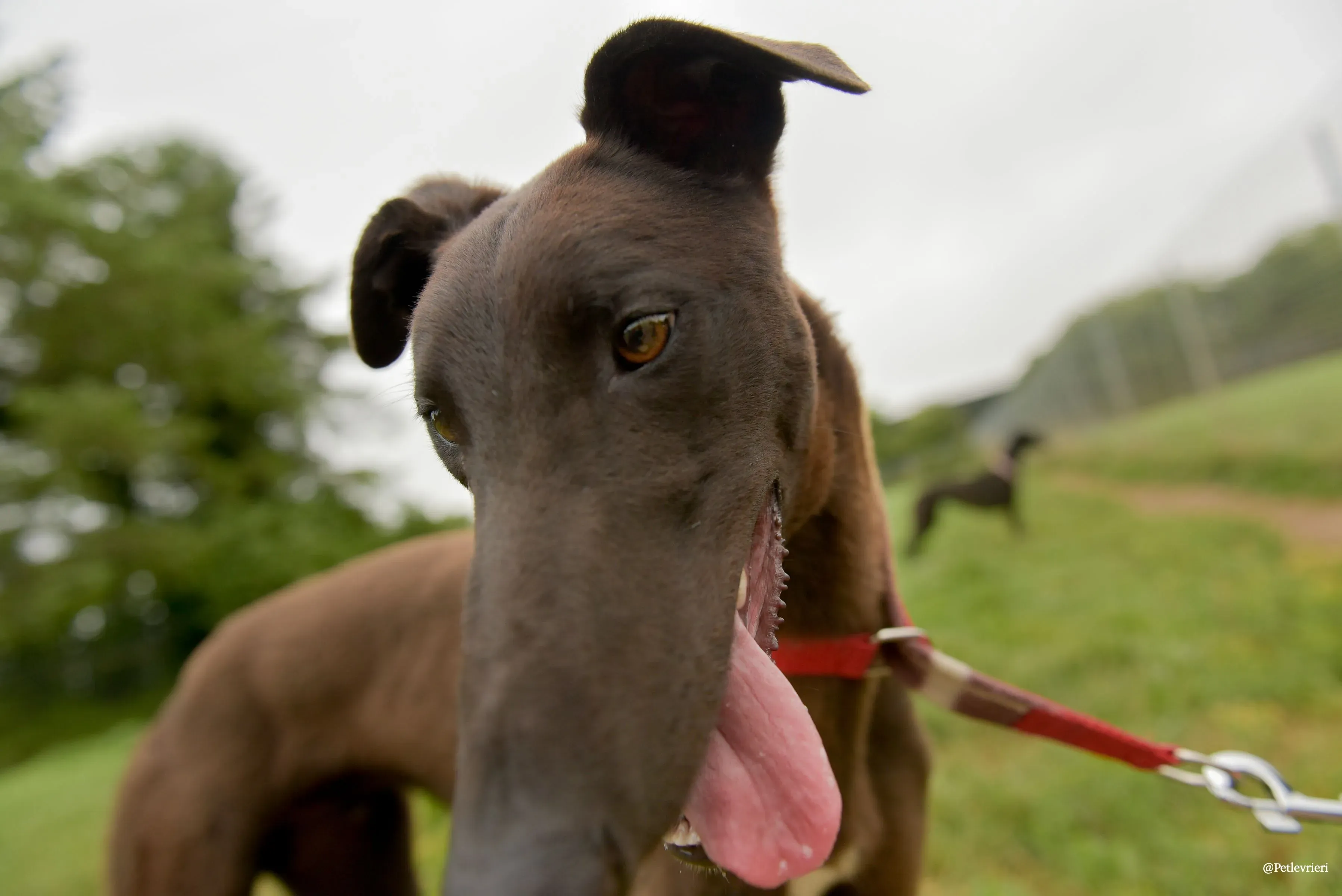 CIAN greyhound pet levrieri 40 risultato