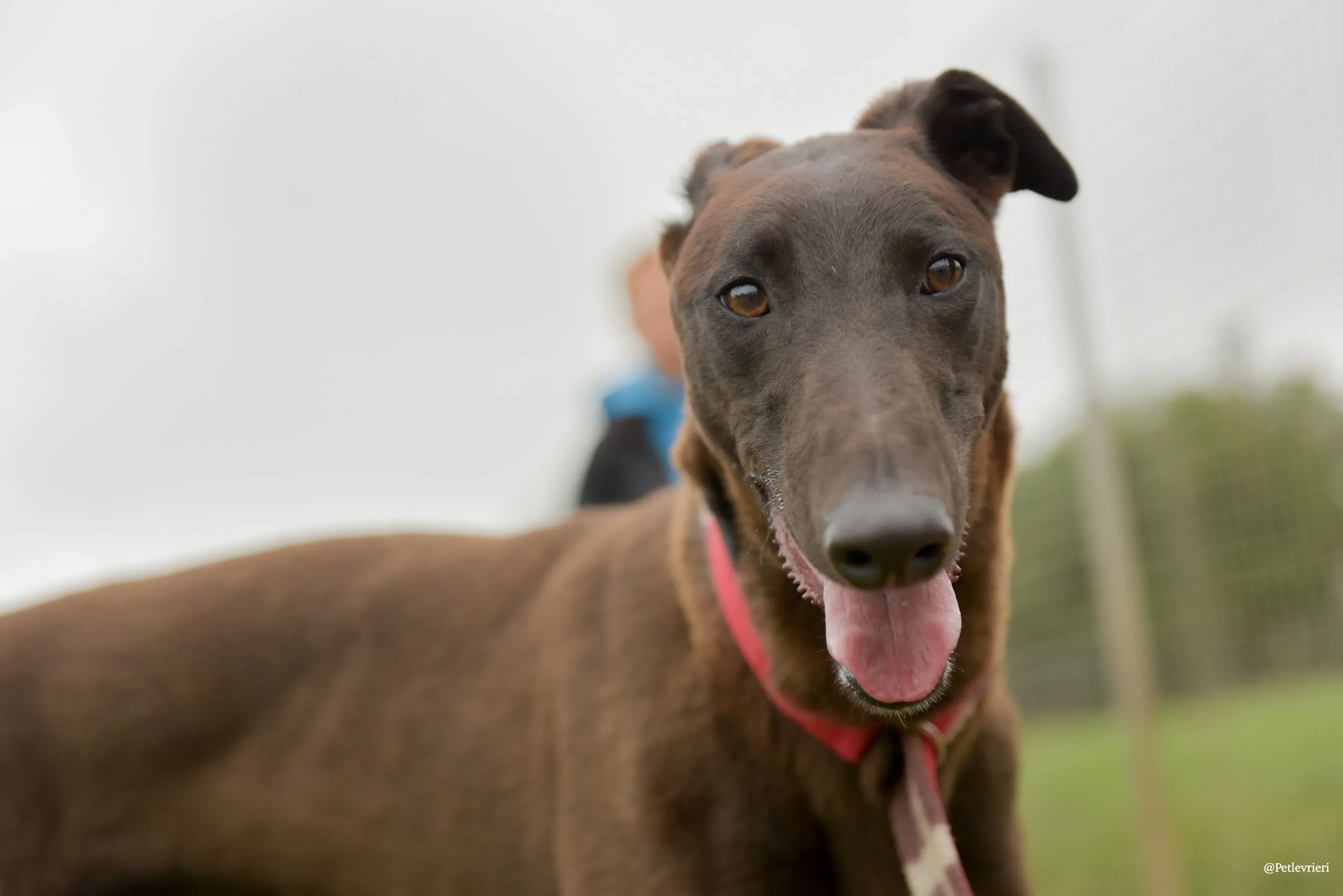 CIAN greyhound pet levrieri 41 risultato