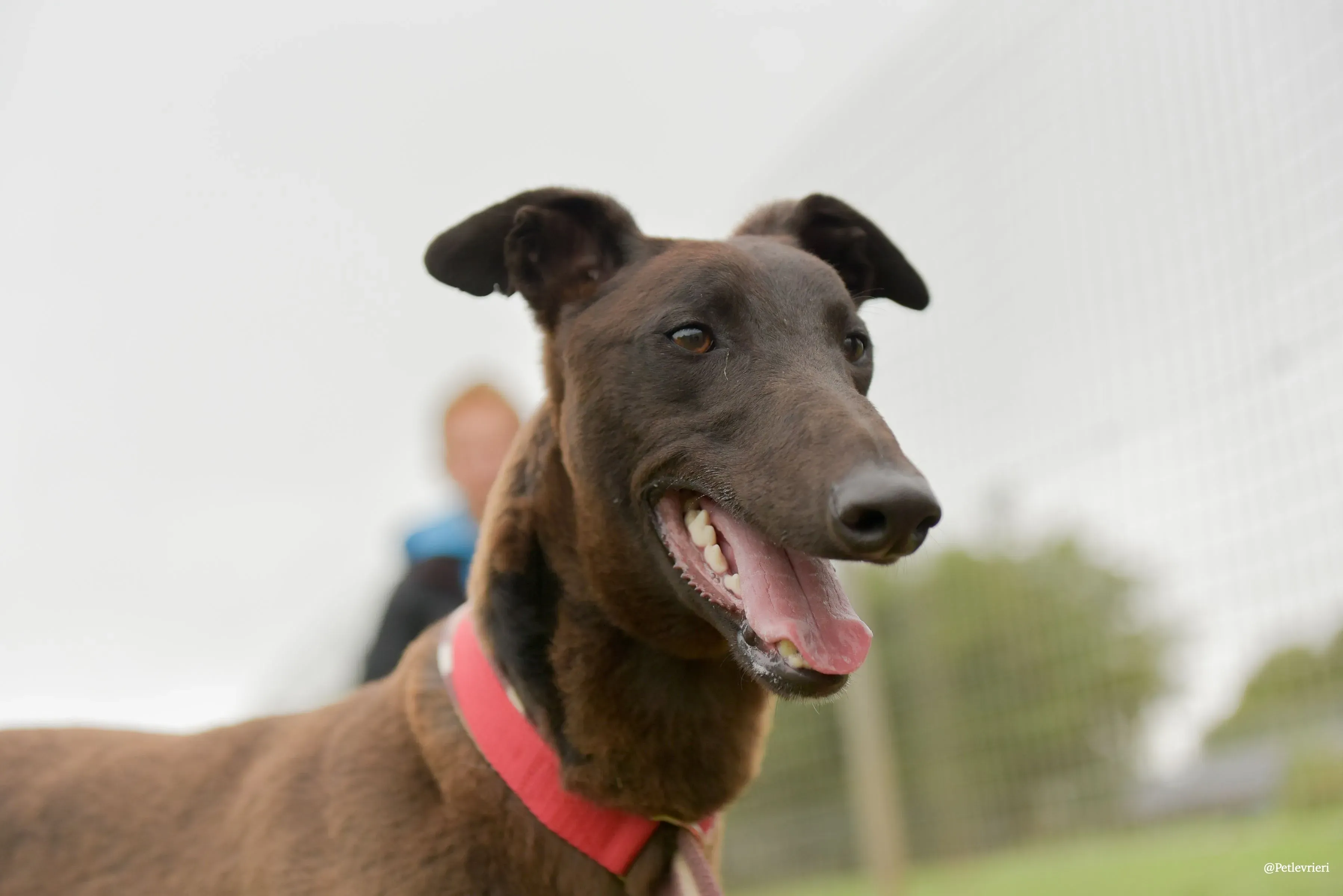 CIAN greyhound pet levrieri 42 risultato