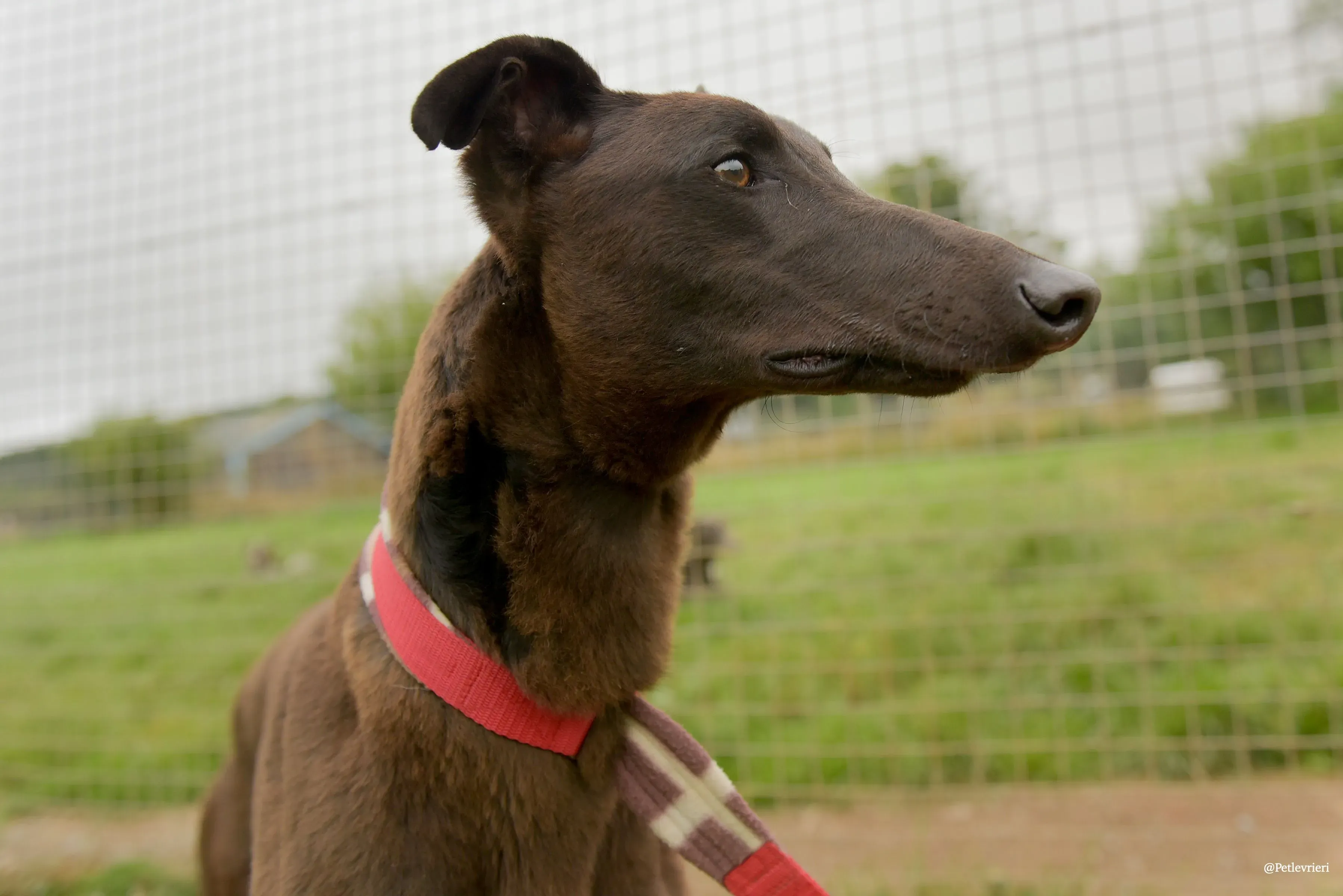 CIAN greyhound pet levrieri 43 risultato