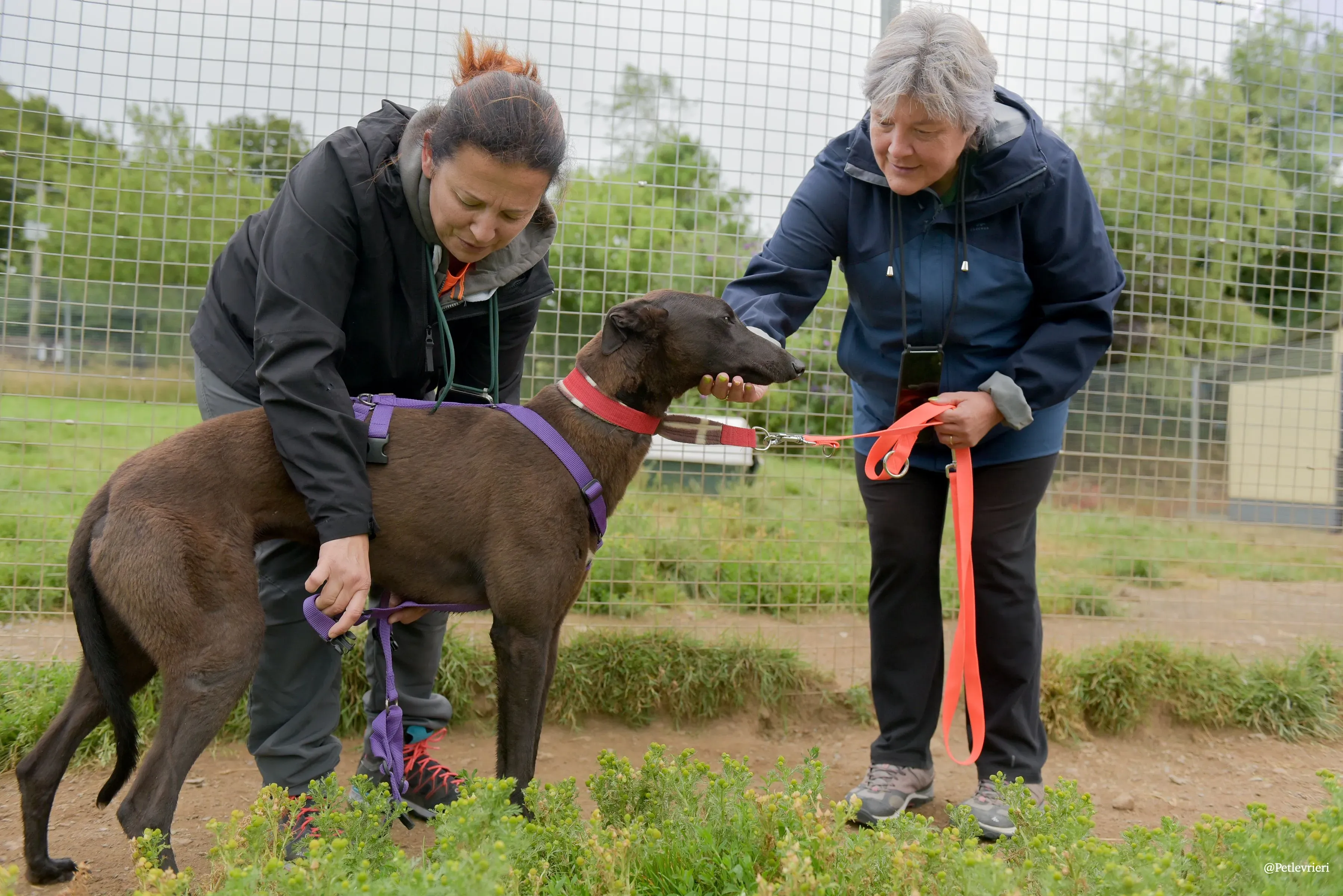 CIAN greyhound pet levrieri 44 risultato