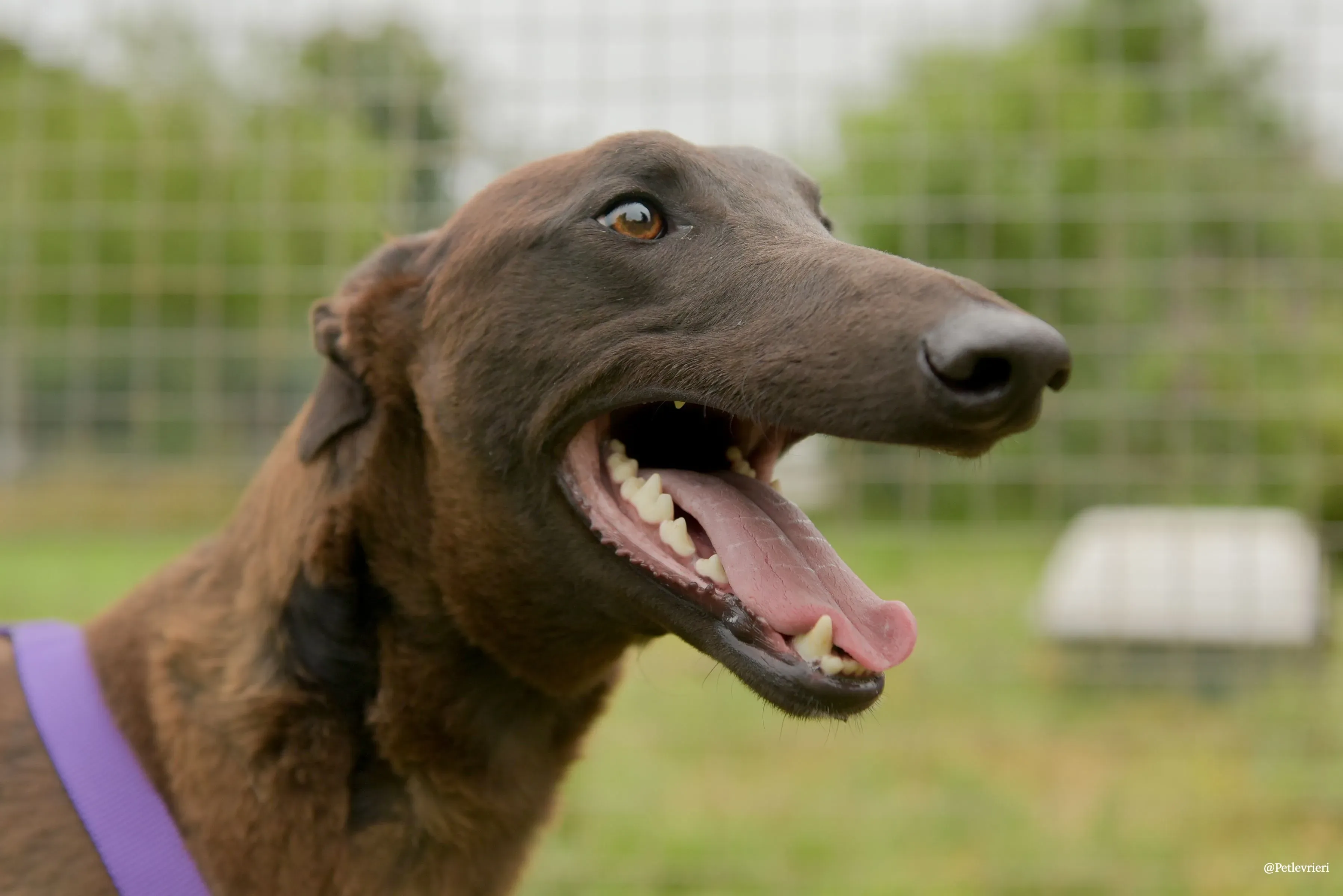 CIAN greyhound pet levrieri 45 risultato