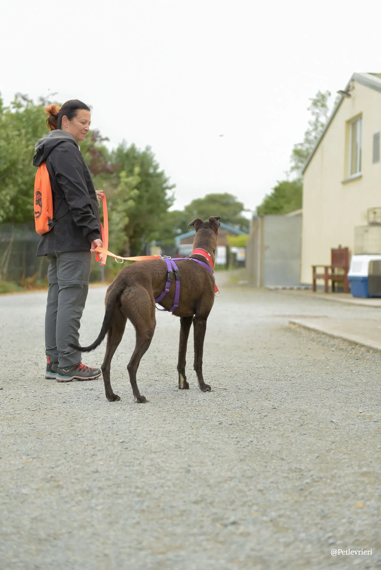 CIAN greyhound pet levrieri 46 risultato