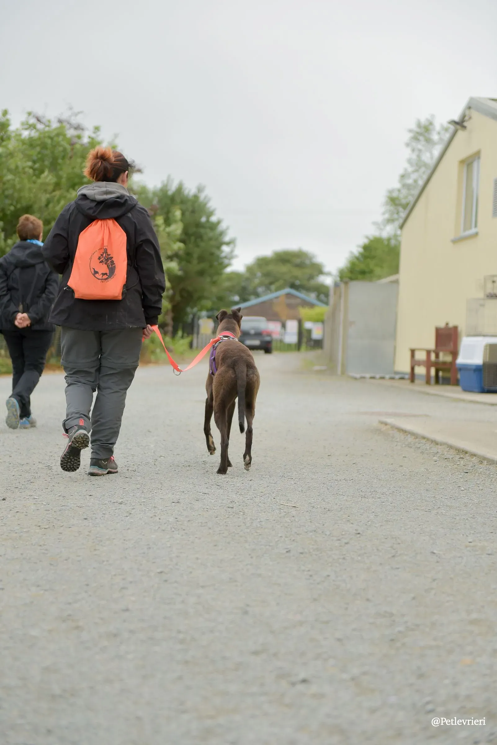 CIAN greyhound pet levrieri 47 risultato