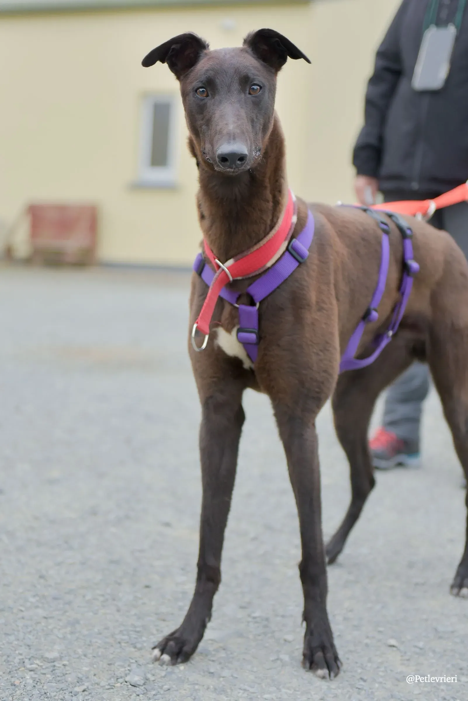 CIAN greyhound pet levrieri 48 risultato