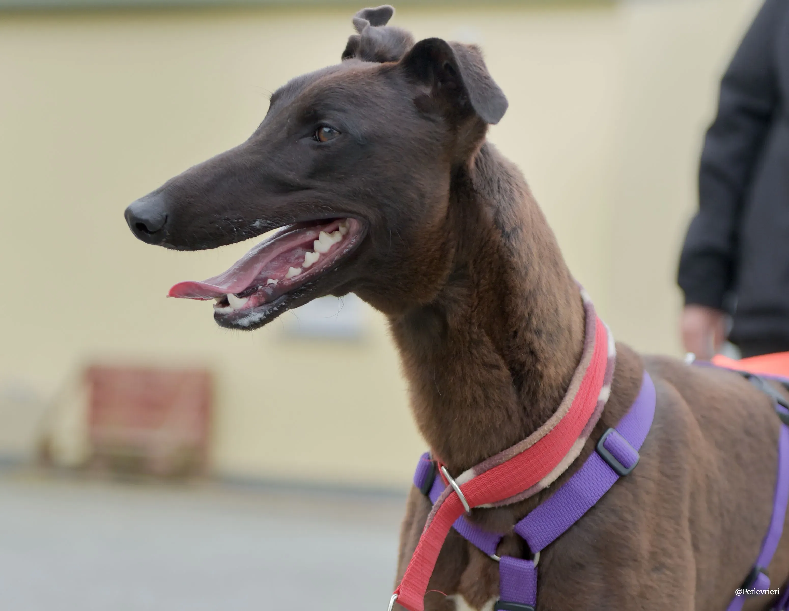 CIAN greyhound pet levrieri 49 risultato