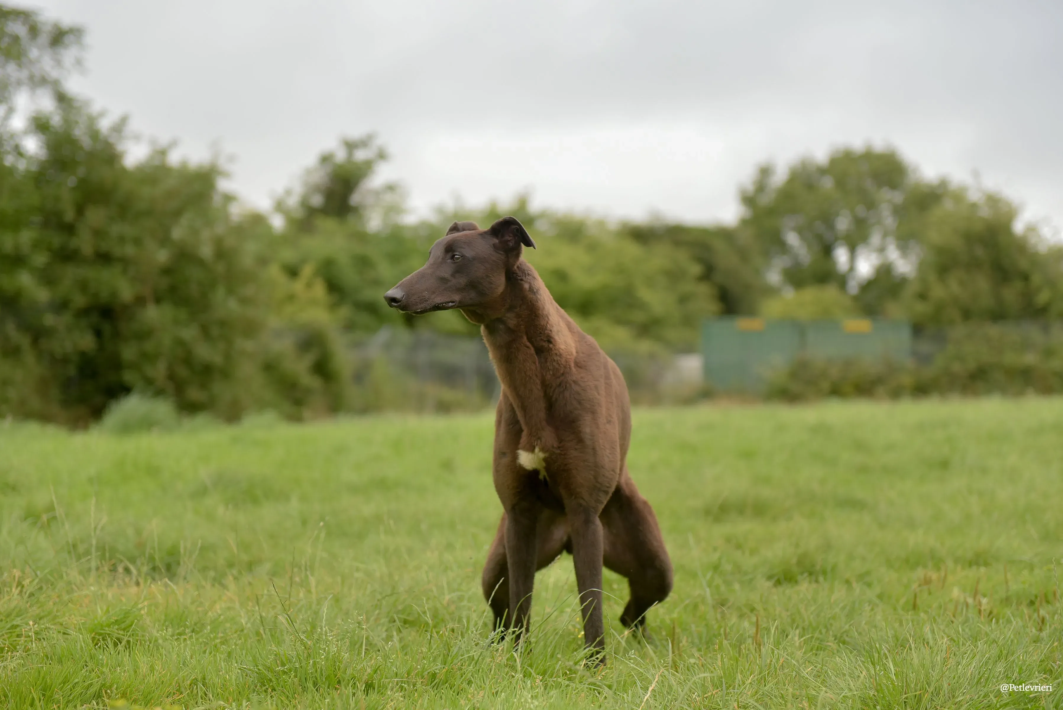 CIAN greyhound pet levrieri 5 risultato
