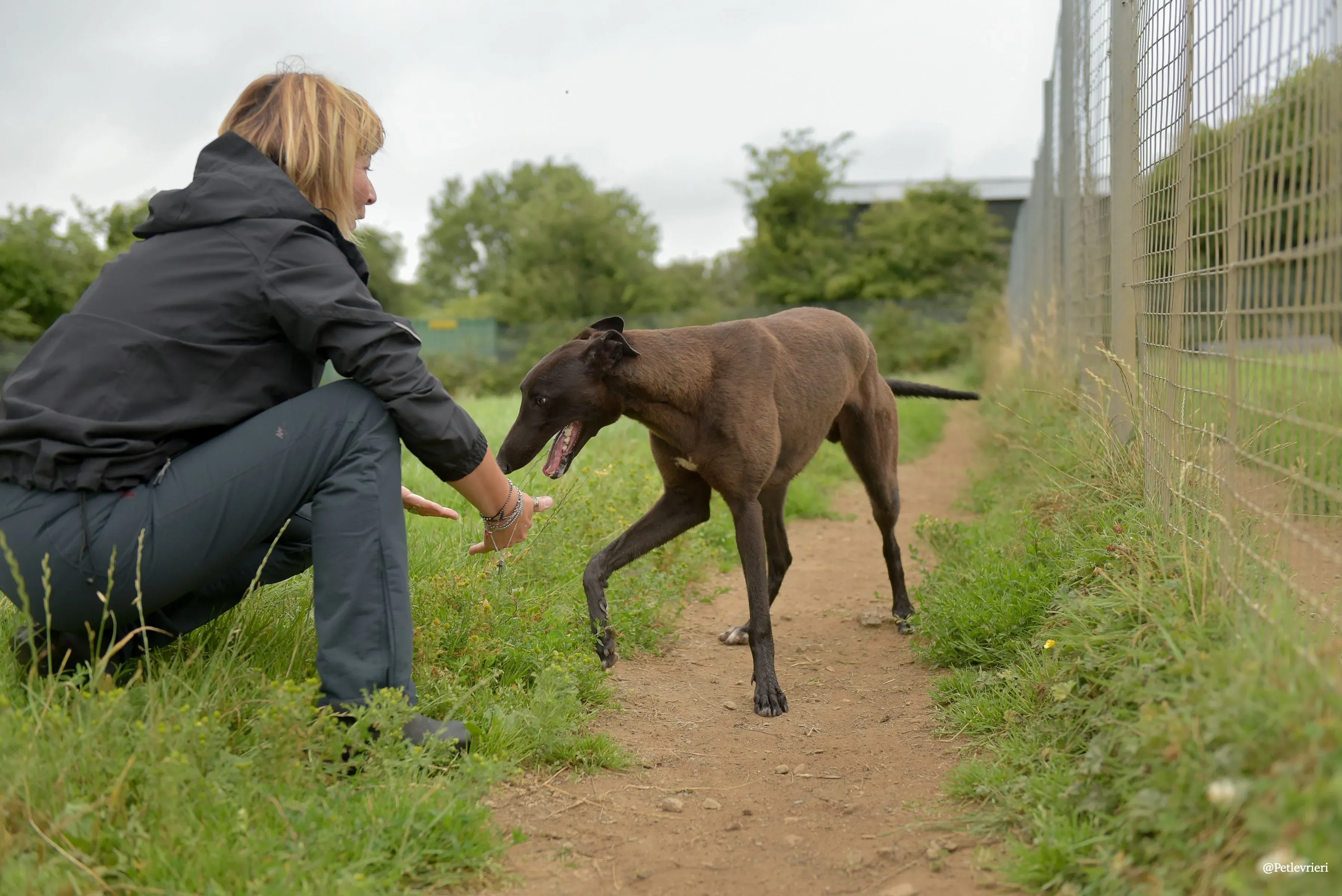 CIAN greyhound pet levrieri 7 risultato