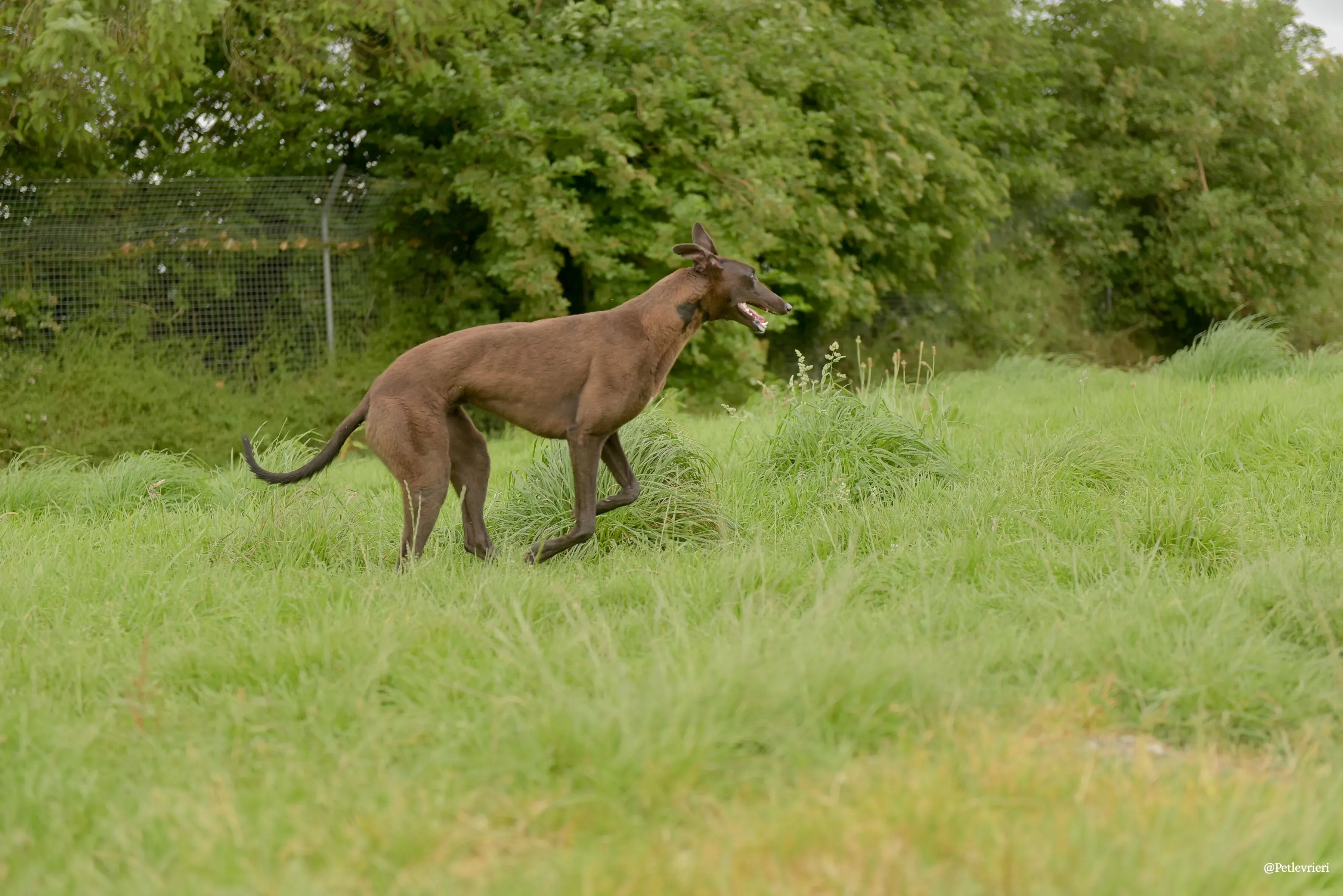 CIAN greyhound pet levrieri 9 risultato