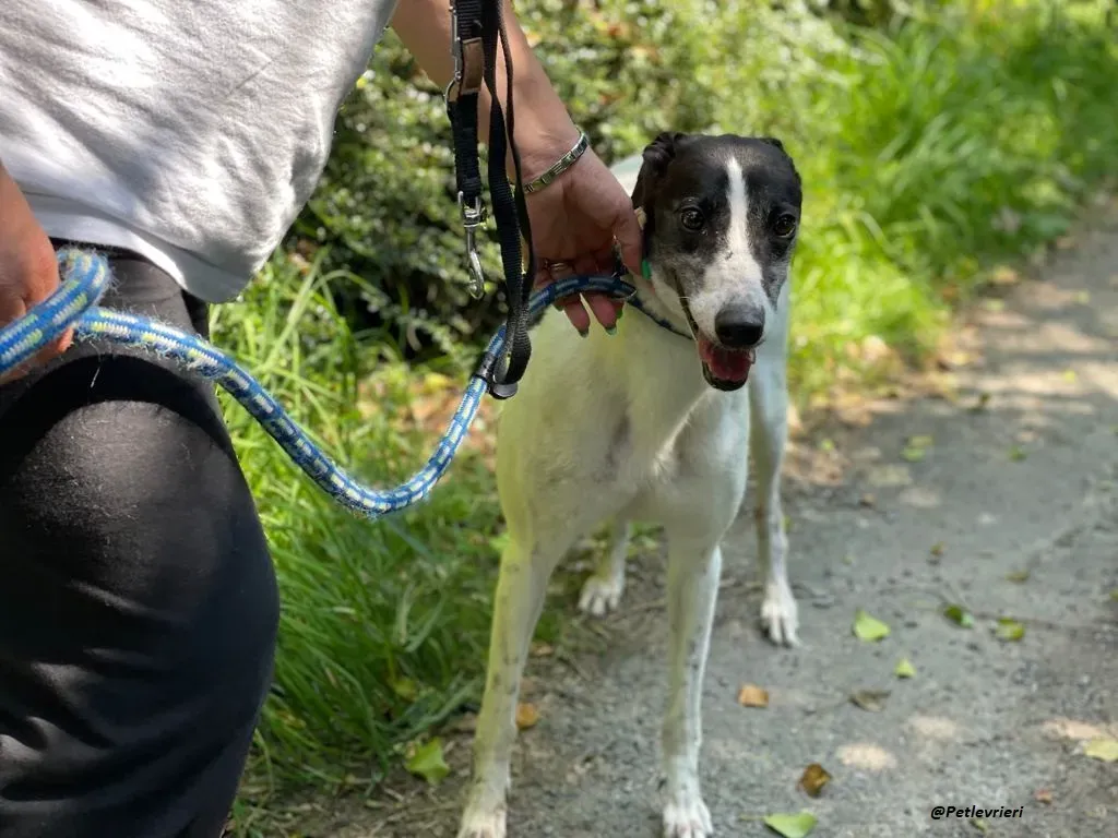 CISS GREYHOUND ADOZIONE LEVRIERI 1