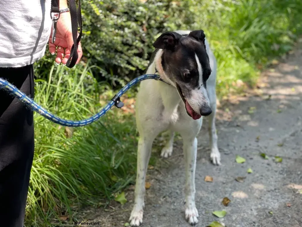CISS GREYHOUND ADOZIONE LEVRIERI 2