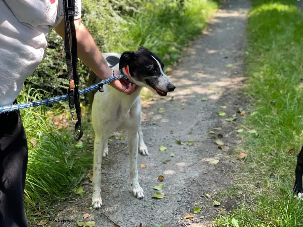 CISS GREYHOUND ADOZIONE LEVRIERI 3