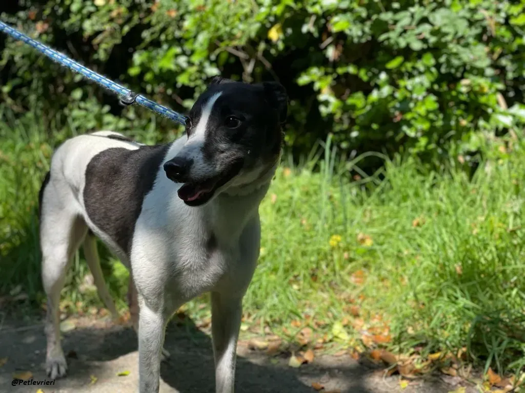 CISS GREYHOUND ADOZIONE LEVRIERI 4