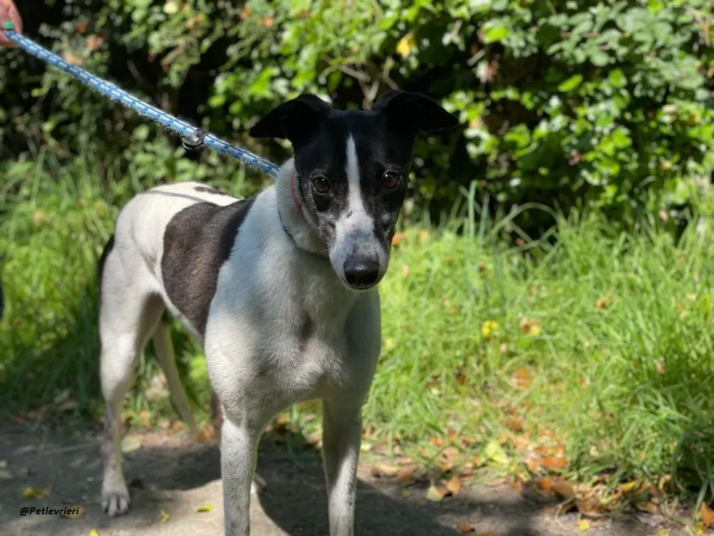 CISS GREYHOUND ADOZIONE LEVRIERI 5