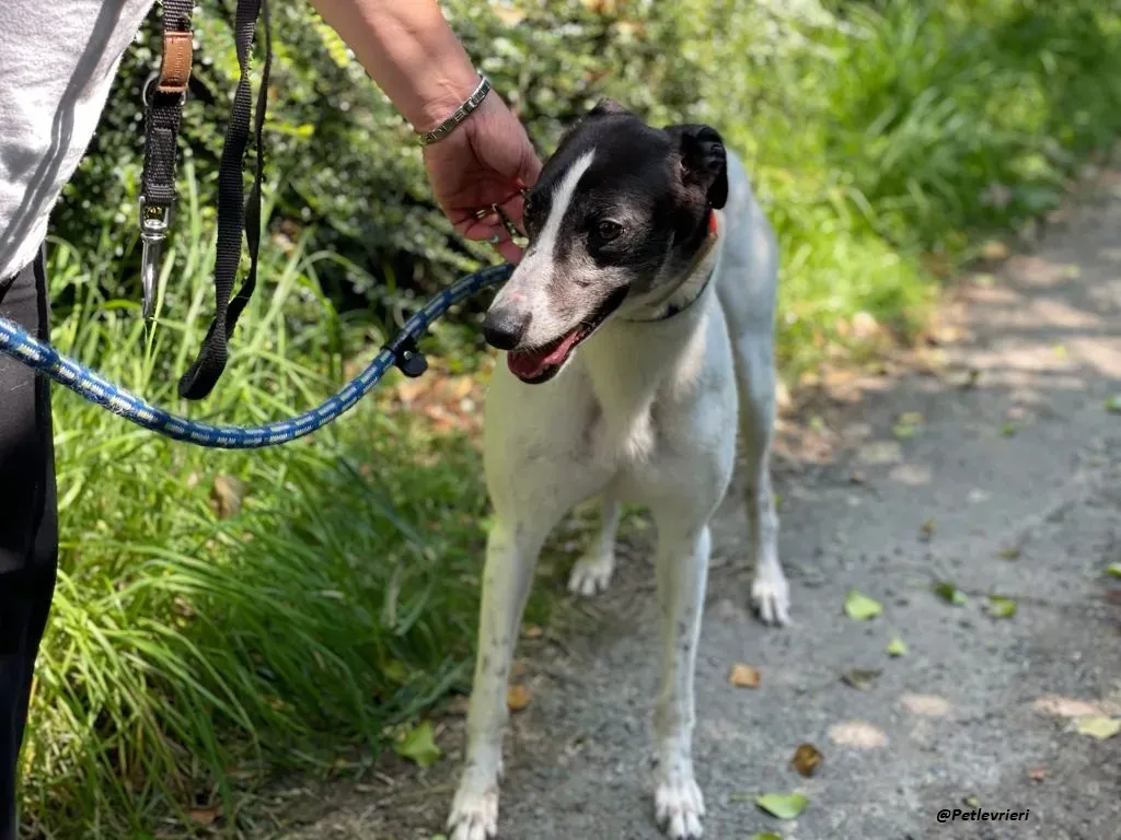 CISS GREYHOUND ADOZIONE LEVRIERI 6