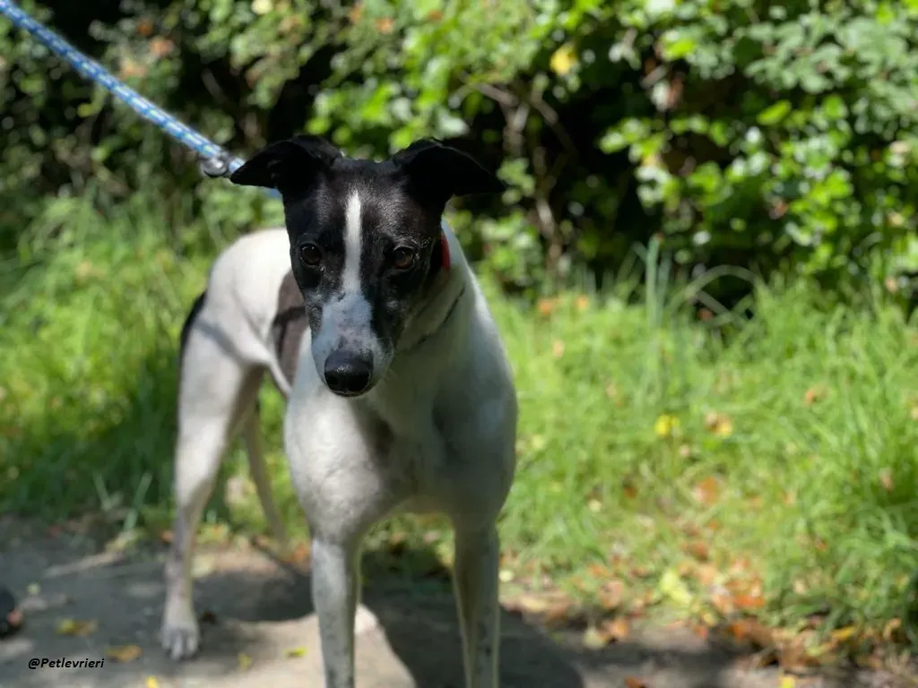 CISS GREYHOUND ADOZIONE LEVRIERI 7