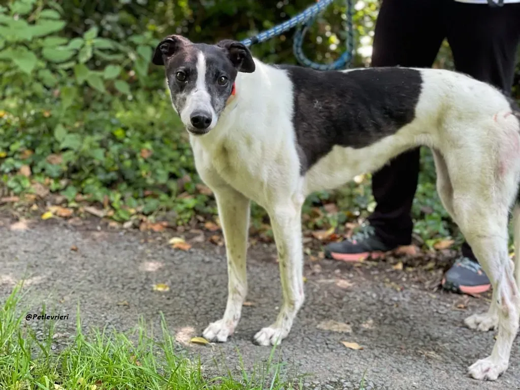 CISS GREYHOUND ADOZIONE LEVRIERI 8