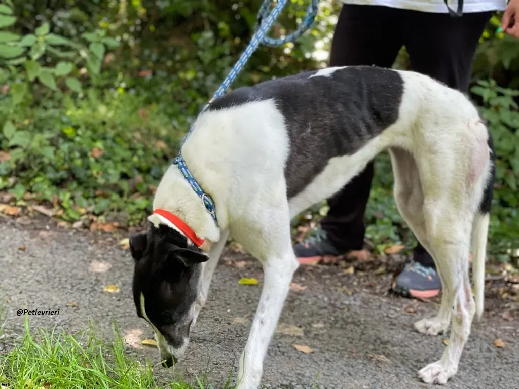 CISS GREYHOUND ADOZIONE LEVRIERI 9