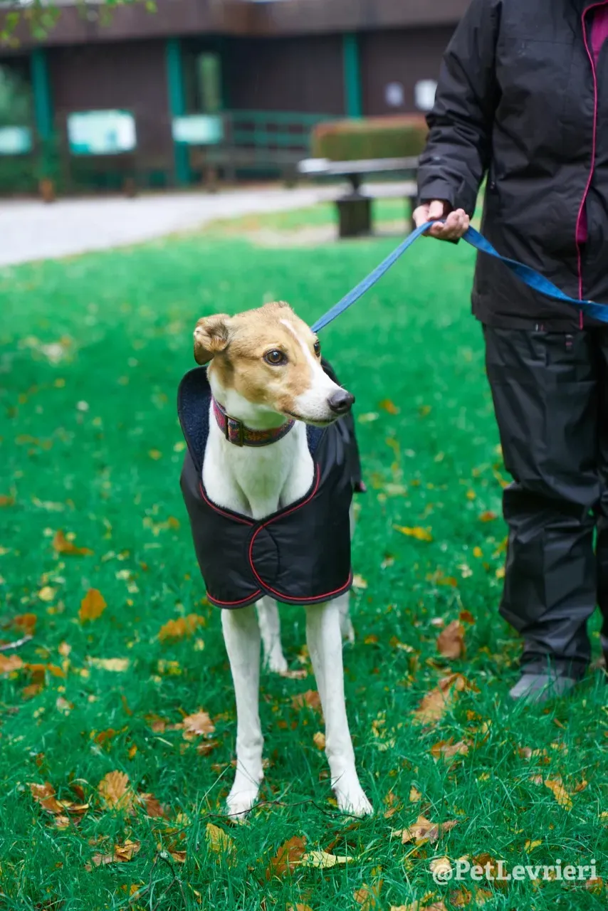 COASt pet levrieri greyhound1