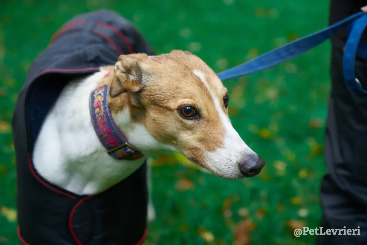 COASt pet levrieri greyhound2