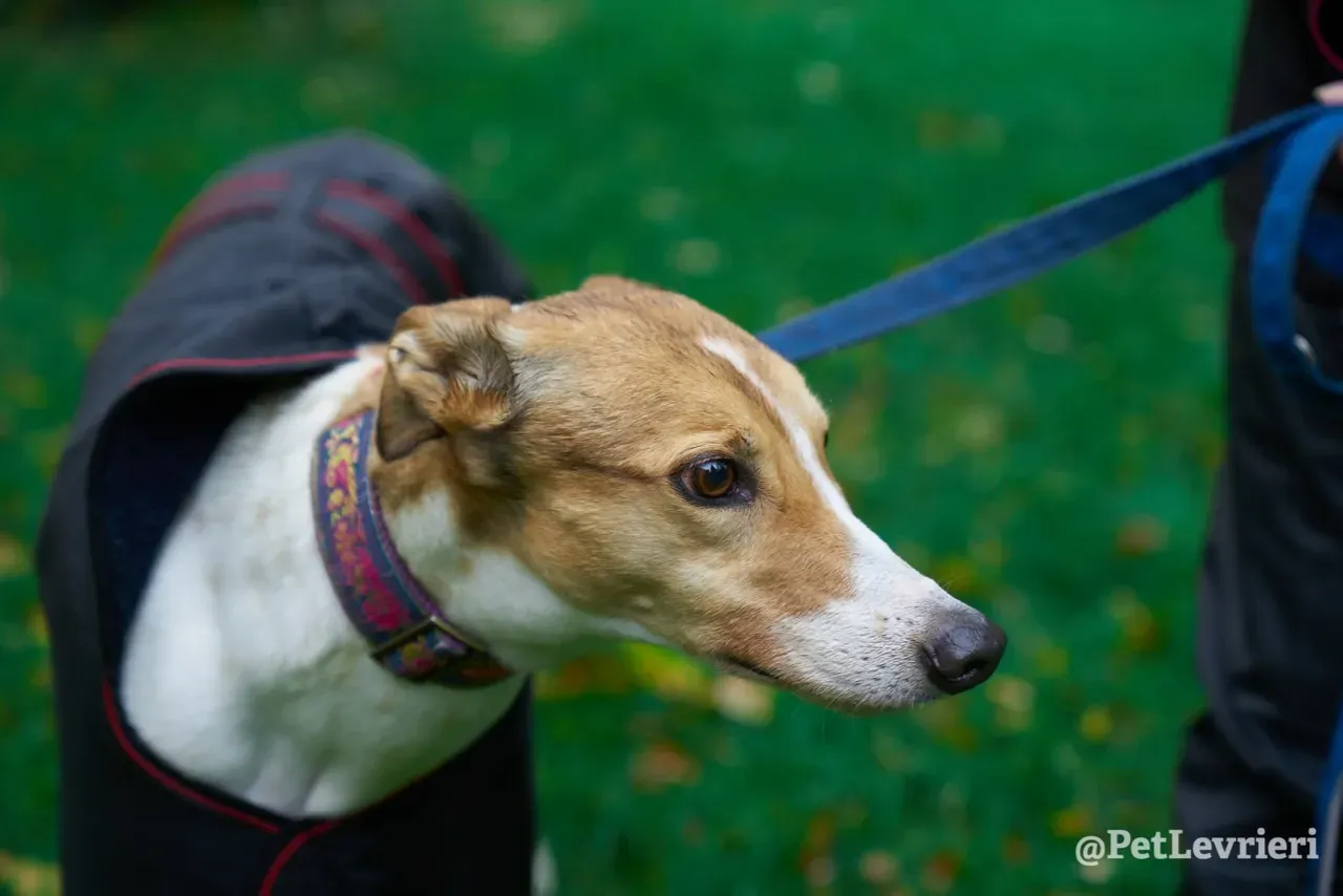 COASt pet levrieri greyhound3