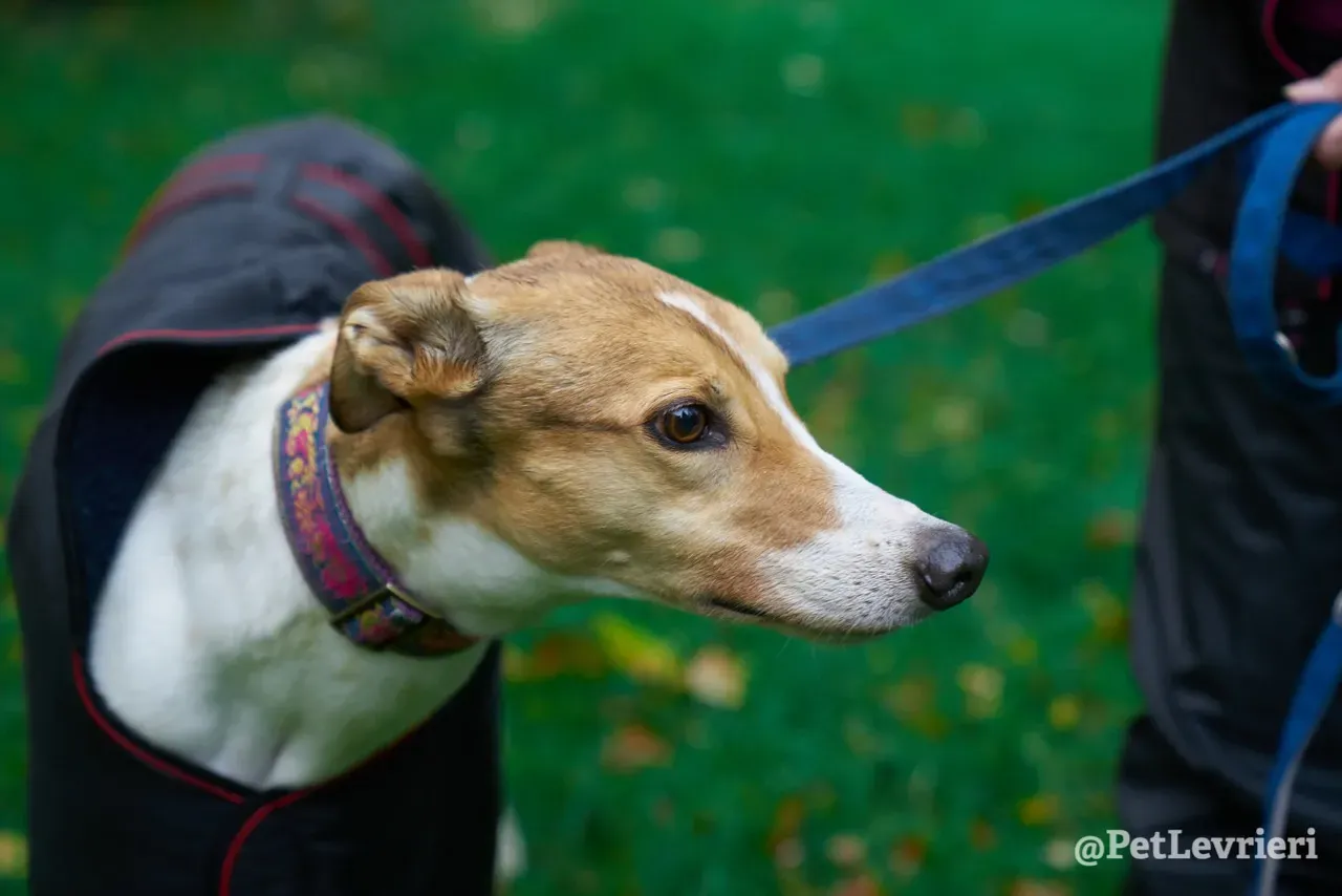 COASt pet levrieri greyhound4