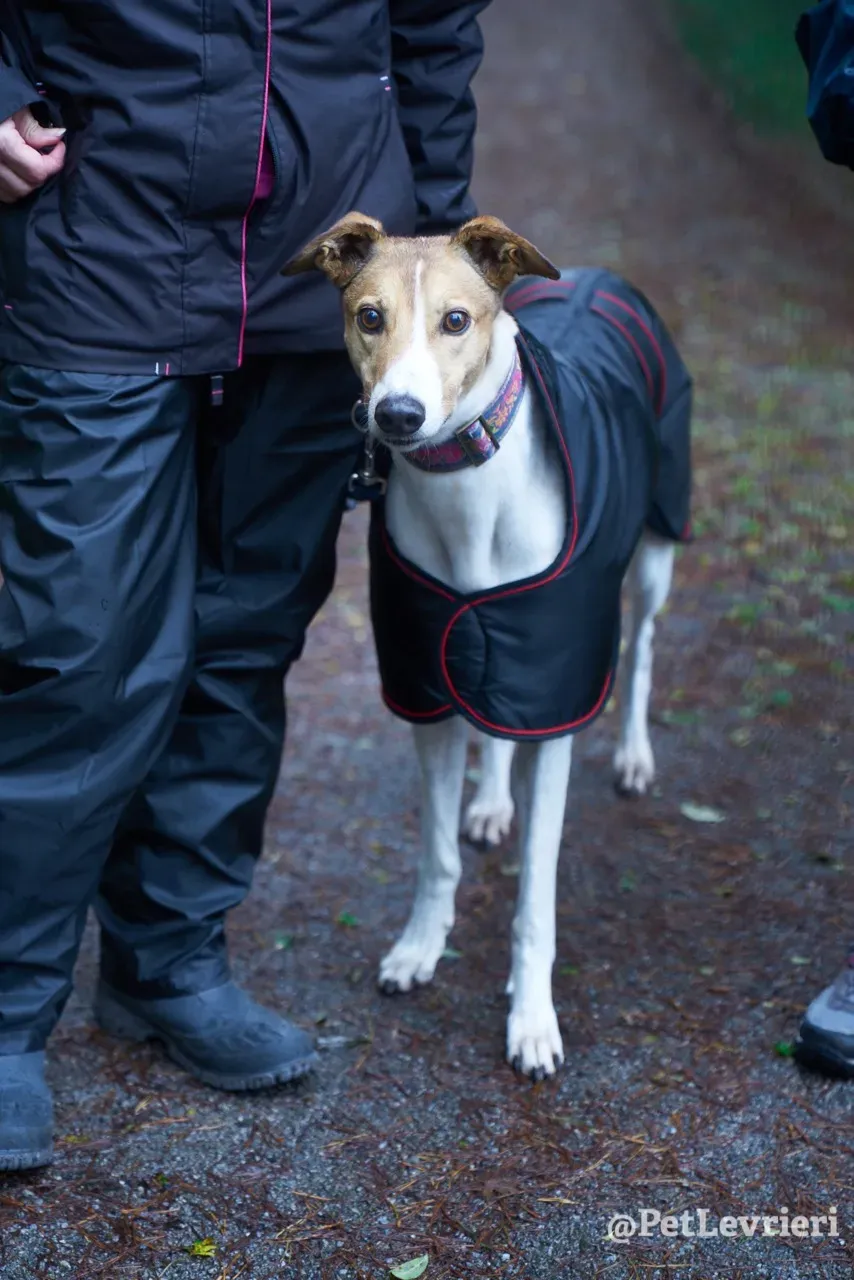 COASt pet levrieri greyhound5