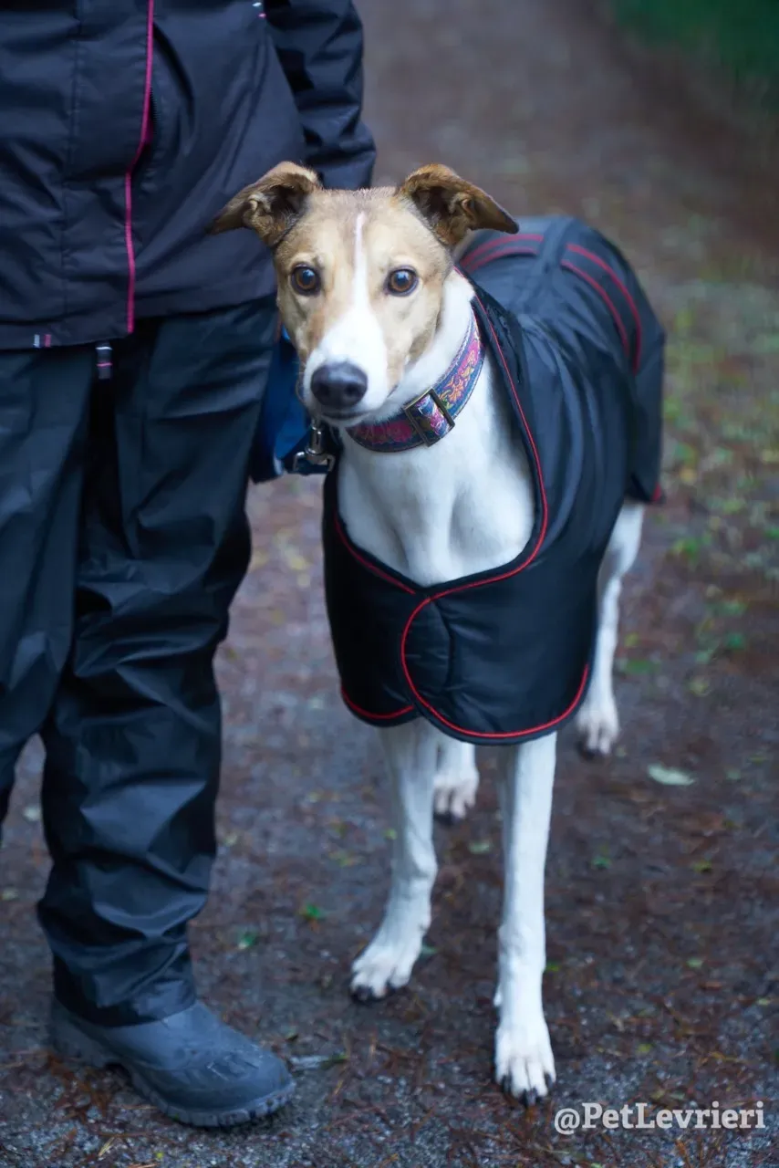 COASt pet levrieri greyhound6