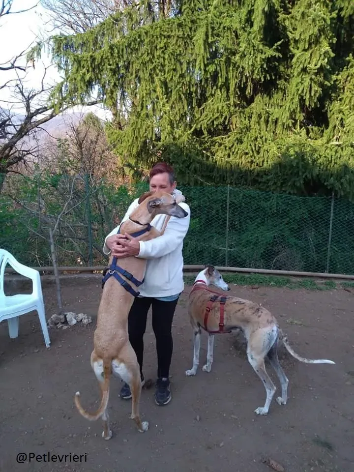 Cacique Galgo Foster Progetto Foster 2