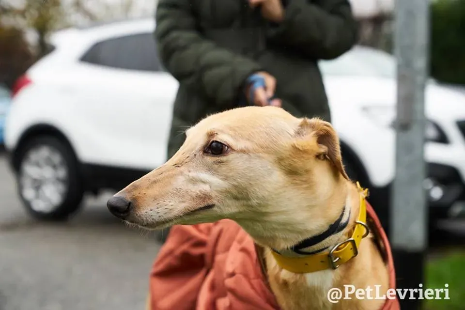 Cacti Greyhound adozionelevrieri petlevrieri foster 001