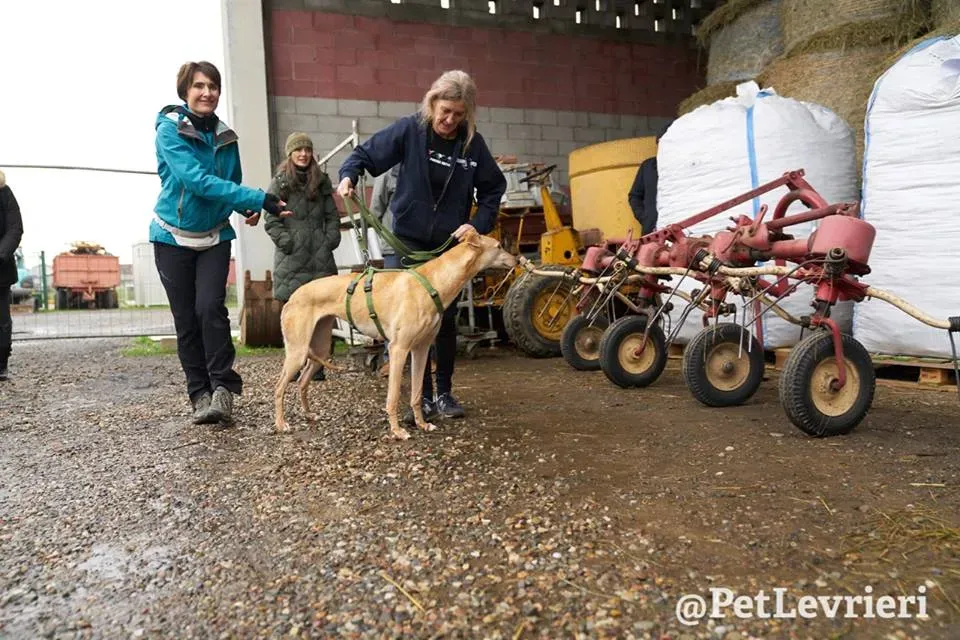 Cacti Greyhound adozionelevrieri petlevrieri foster 002