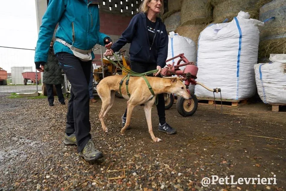 Cacti Greyhound adozionelevrieri petlevrieri foster 003