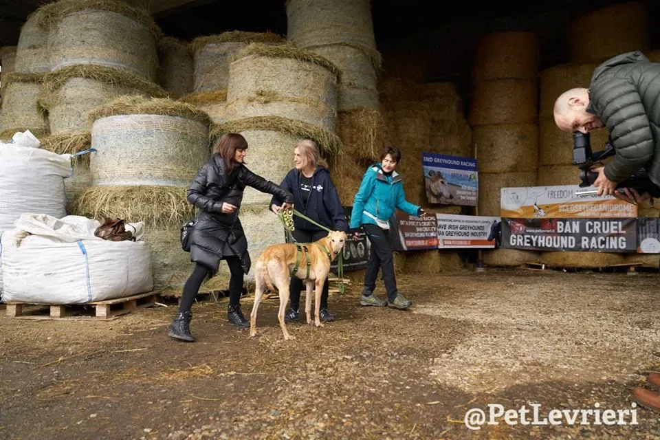 Cacti Greyhound adozionelevrieri petlevrieri foster 004