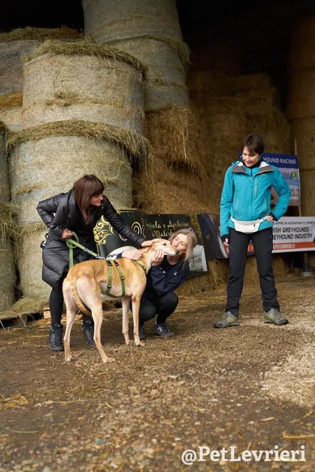 Cacti Greyhound adozionelevrieri petlevrieri foster 005