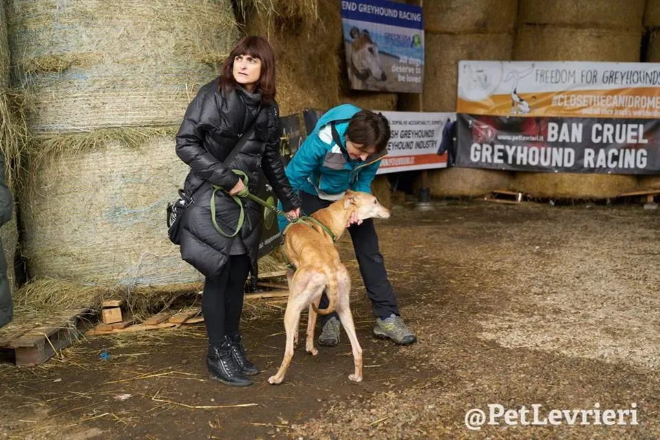 Cacti Greyhound adozionelevrieri petlevrieri foster 007