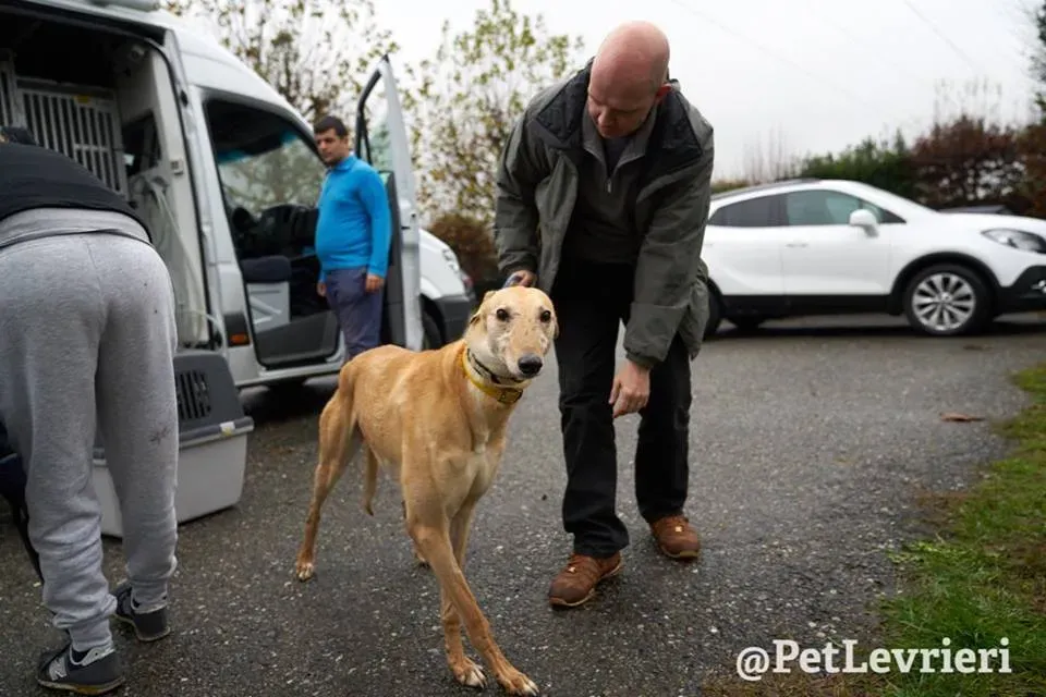 Cacti Greyhound adozionelevrieri petlevrieri foster 009