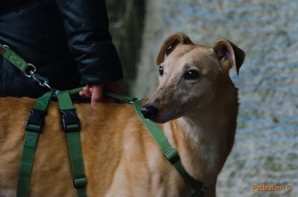 Cacti Greyhound adozionelevrieri petlevrieri foster 1